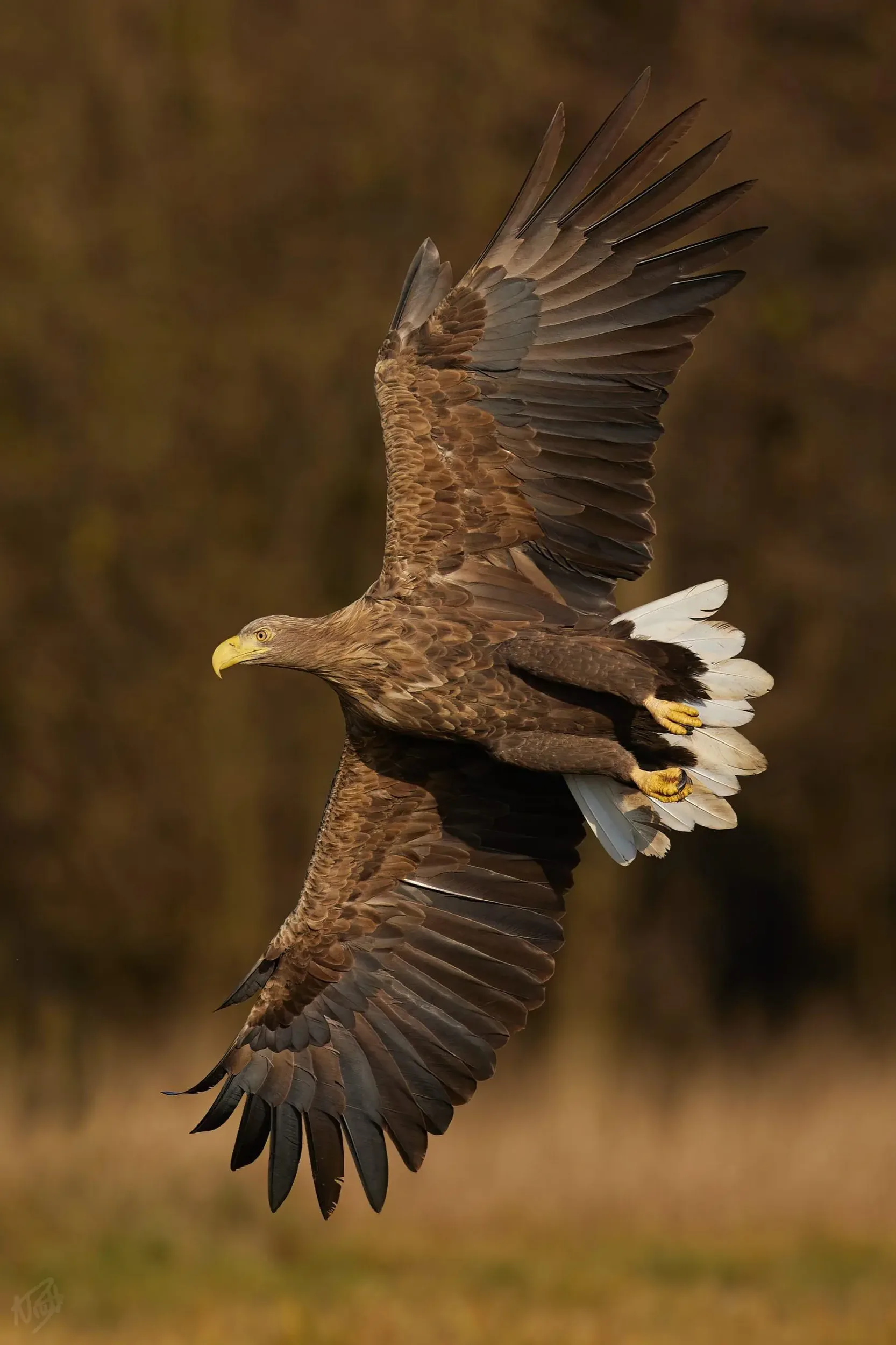 Eagle With Prey