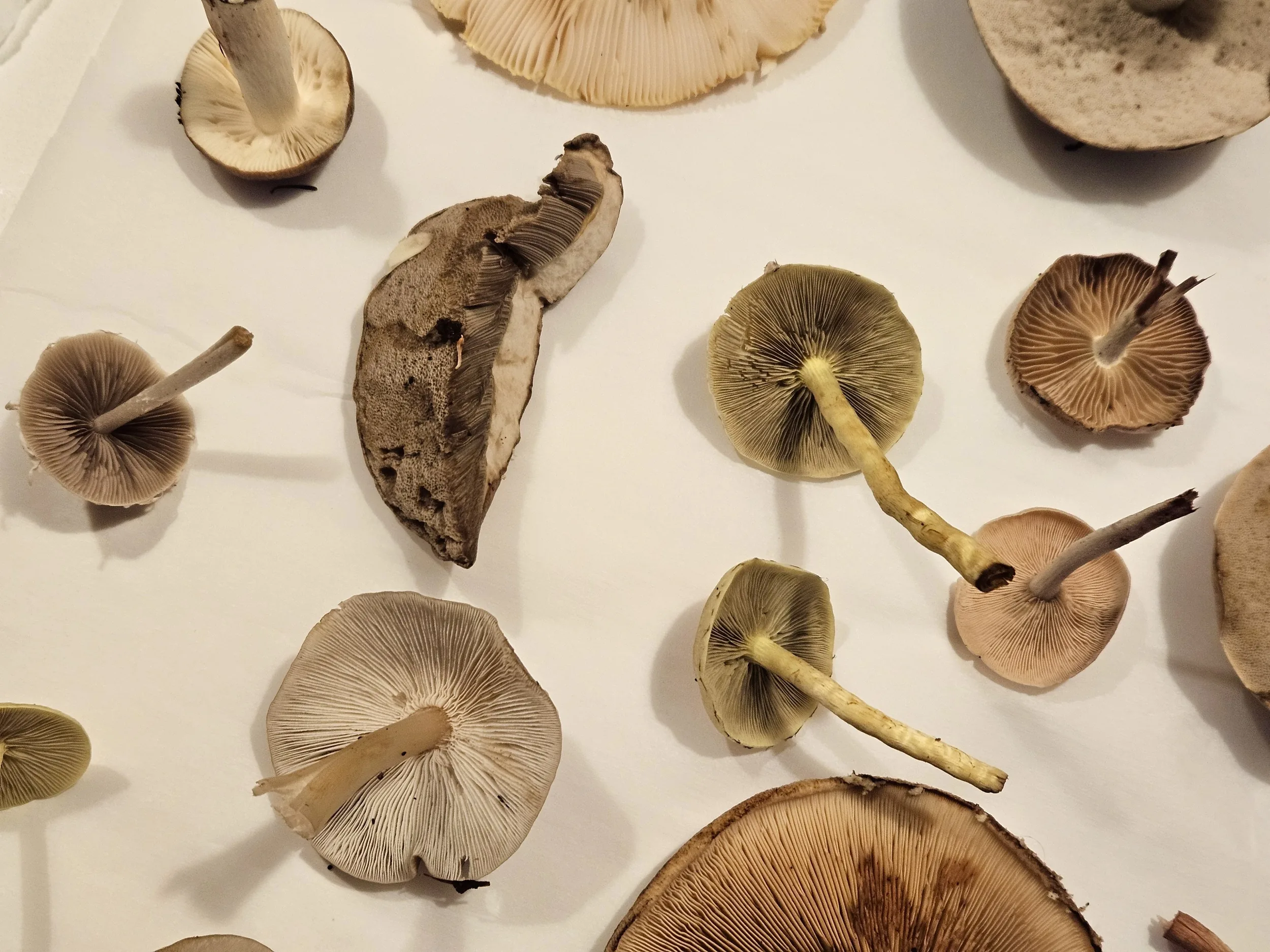 Lessons From a Fungi Part 1