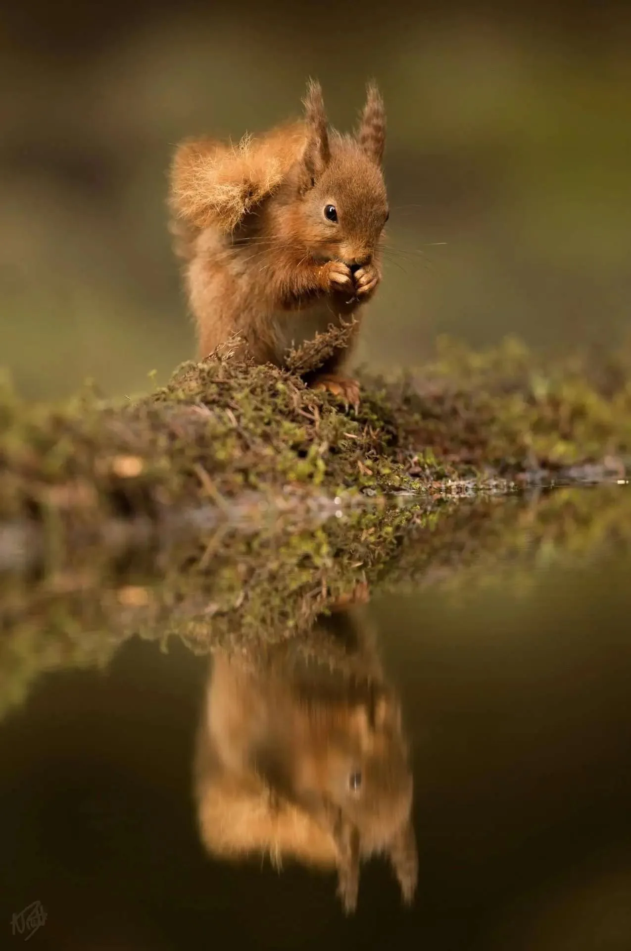 Reflected