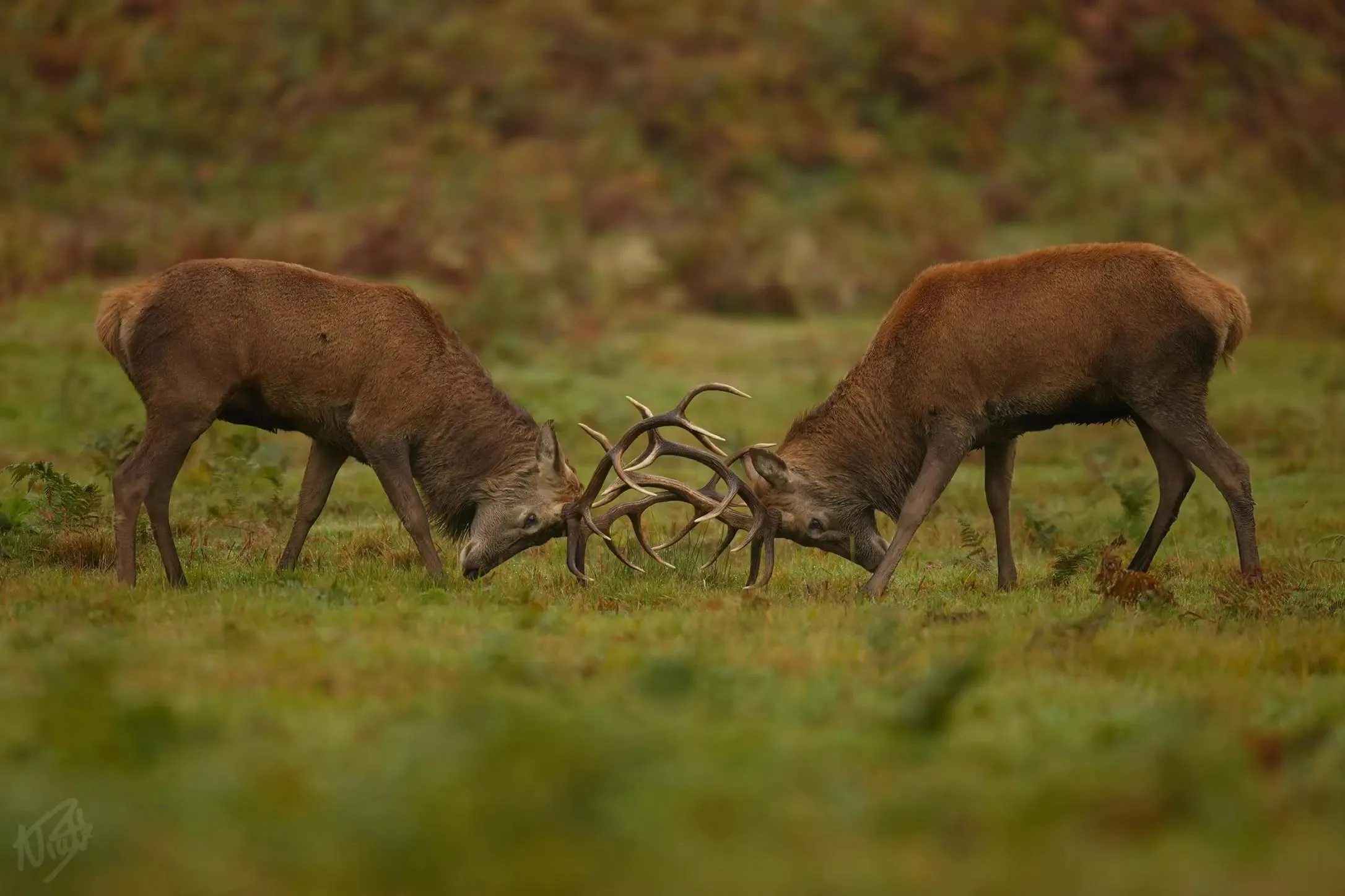 Stags Locking Antlers