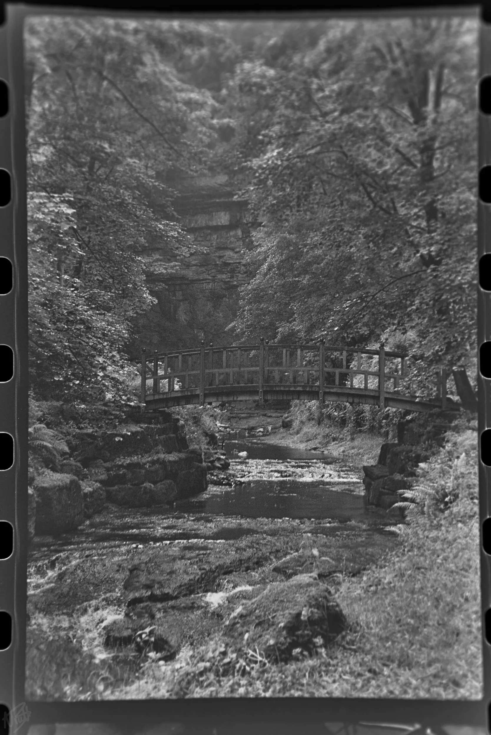 Woodland Bridge