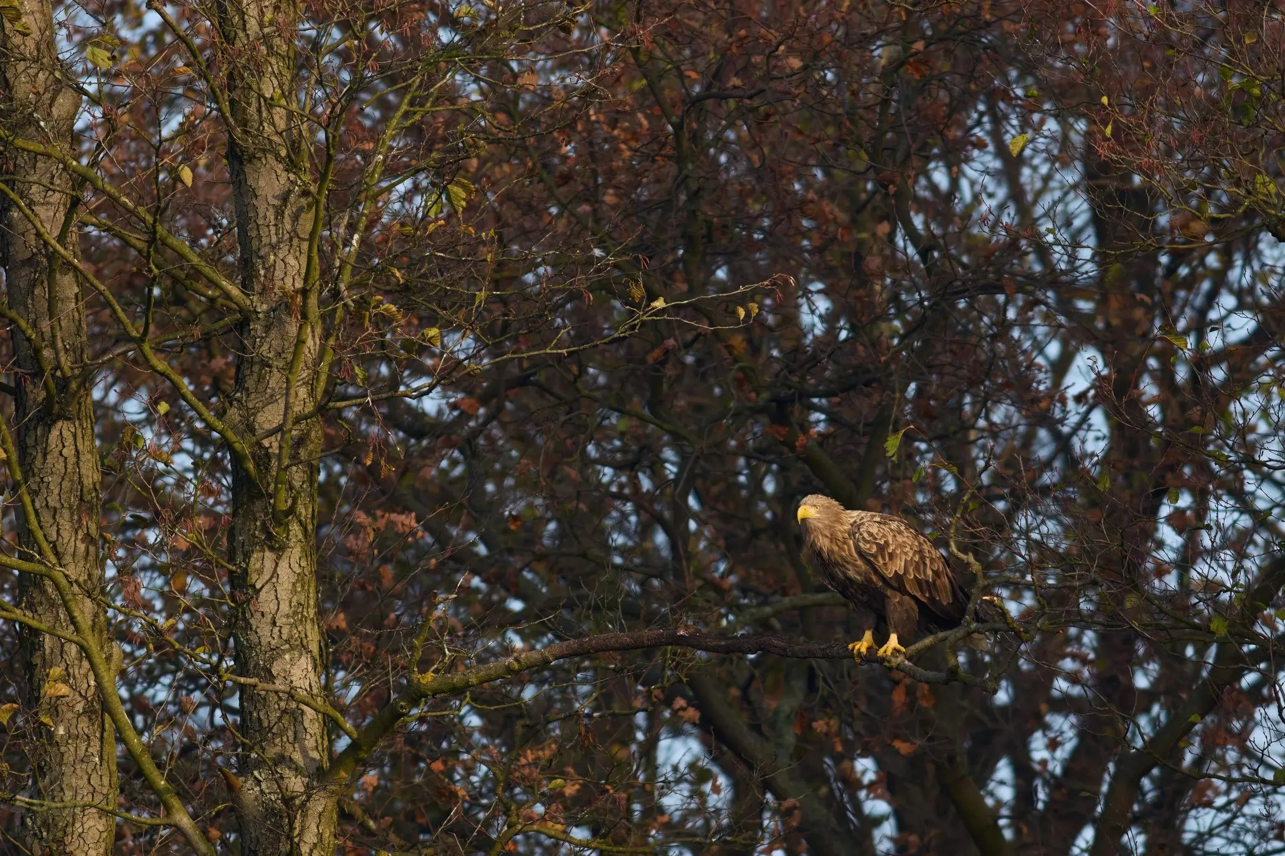 Adult Perched in Autumn Trees