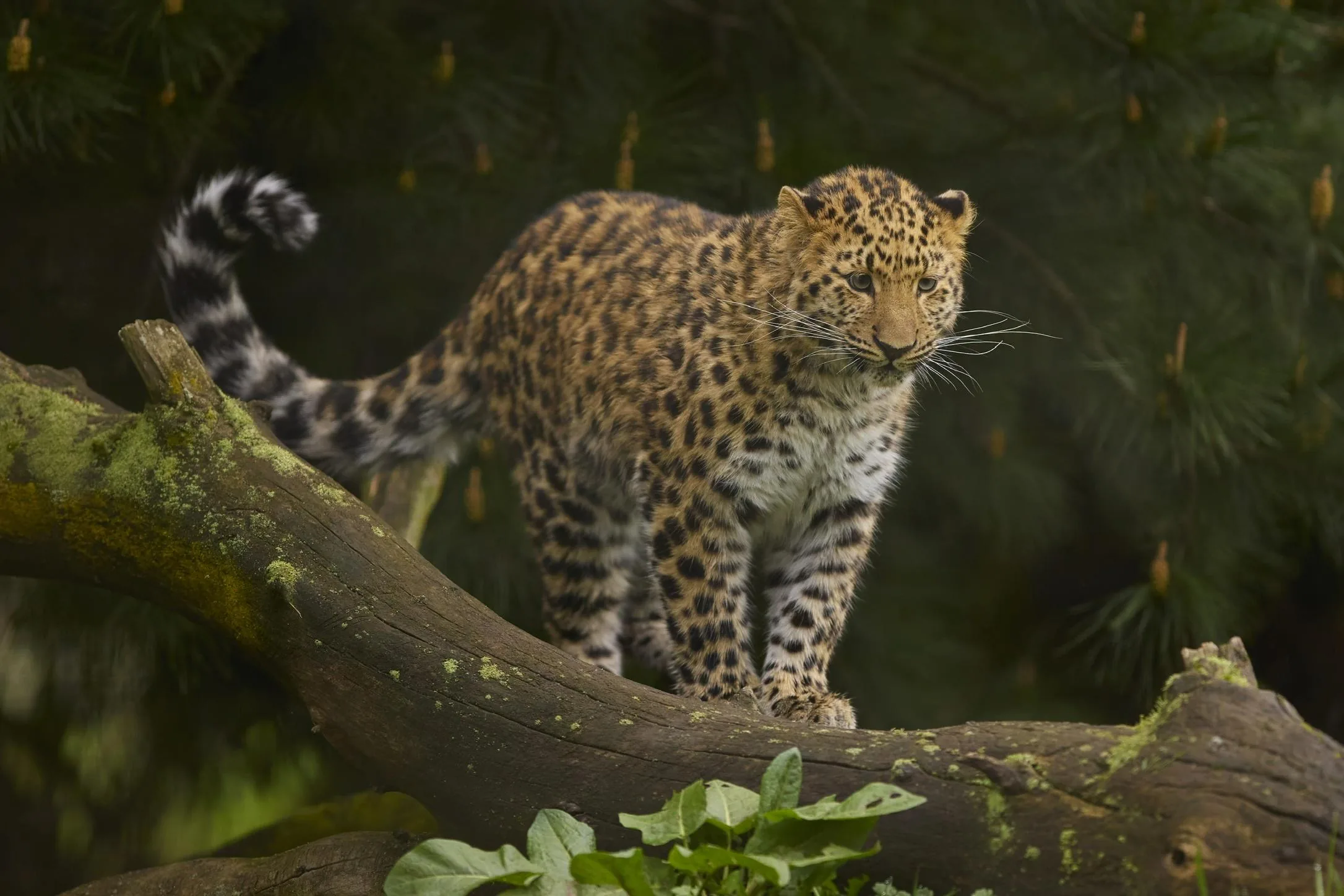 Amur Leopard Cub