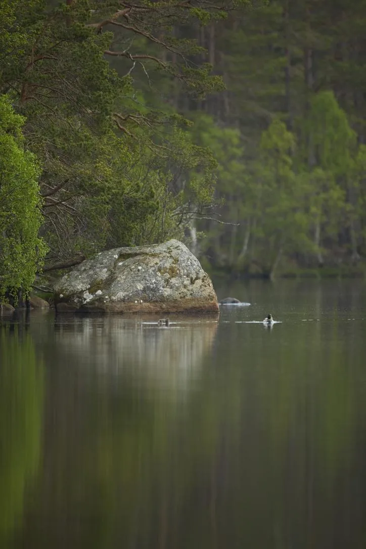 The Boulder