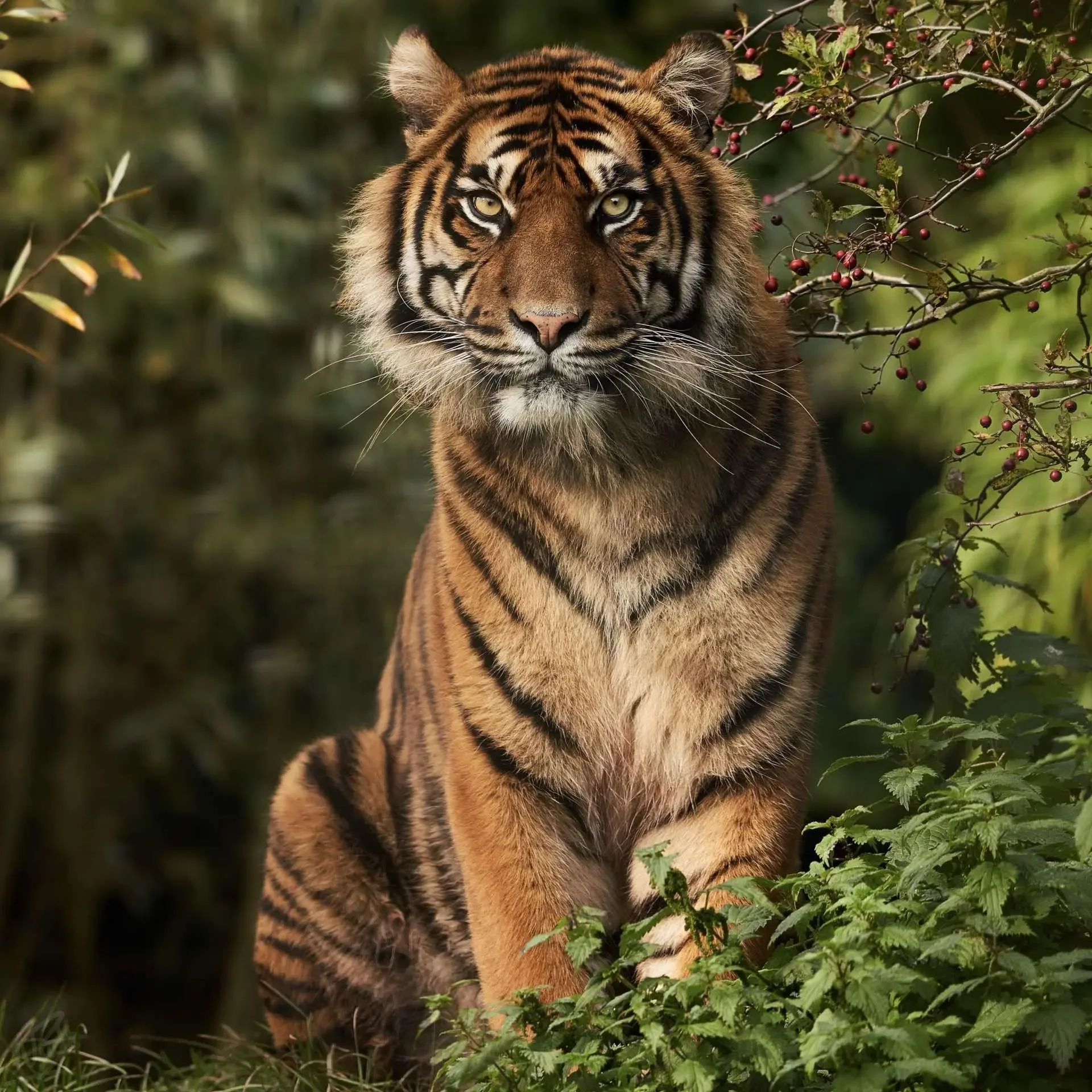 Sumatran Tiger Portrait