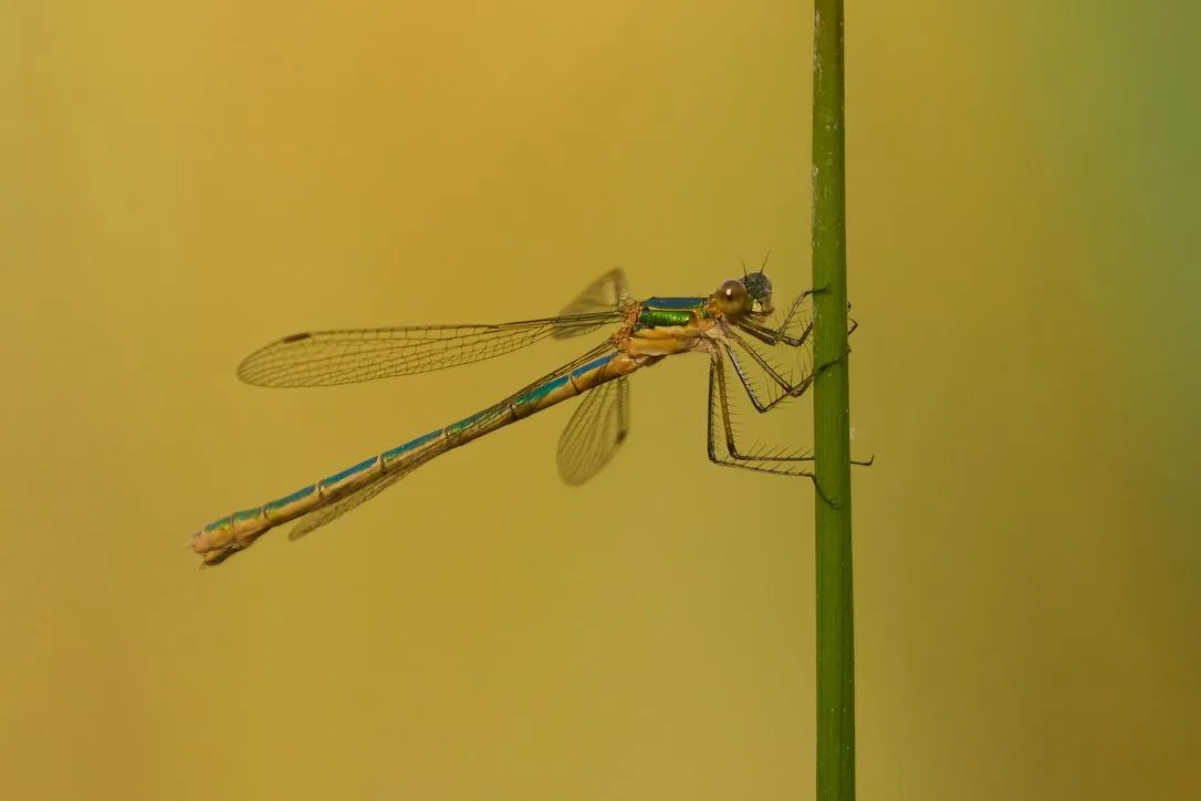 Willow Emerald Damselfly