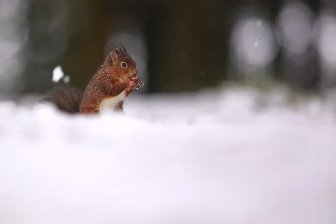 Eating in the Cold