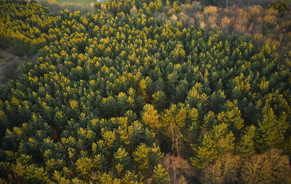 Pine Canopy from Above