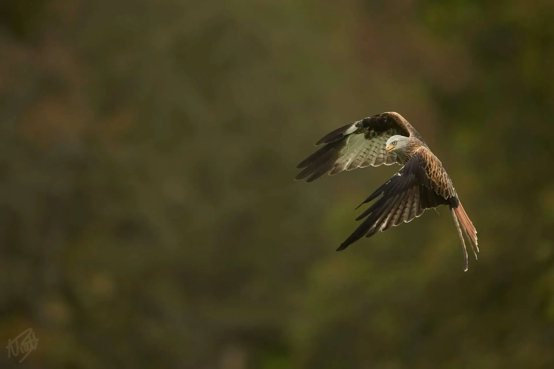 The Forked Tail