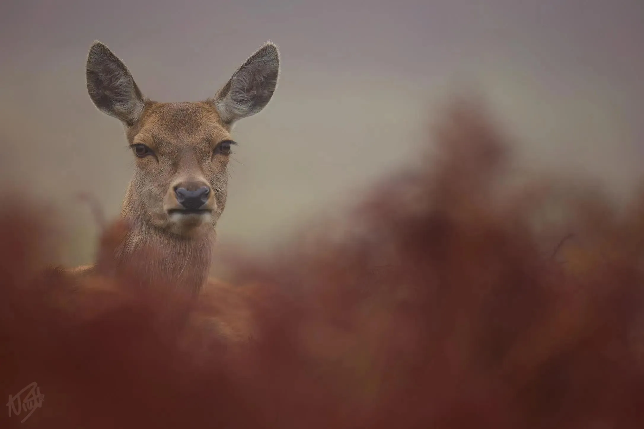 Hind in the Bracken