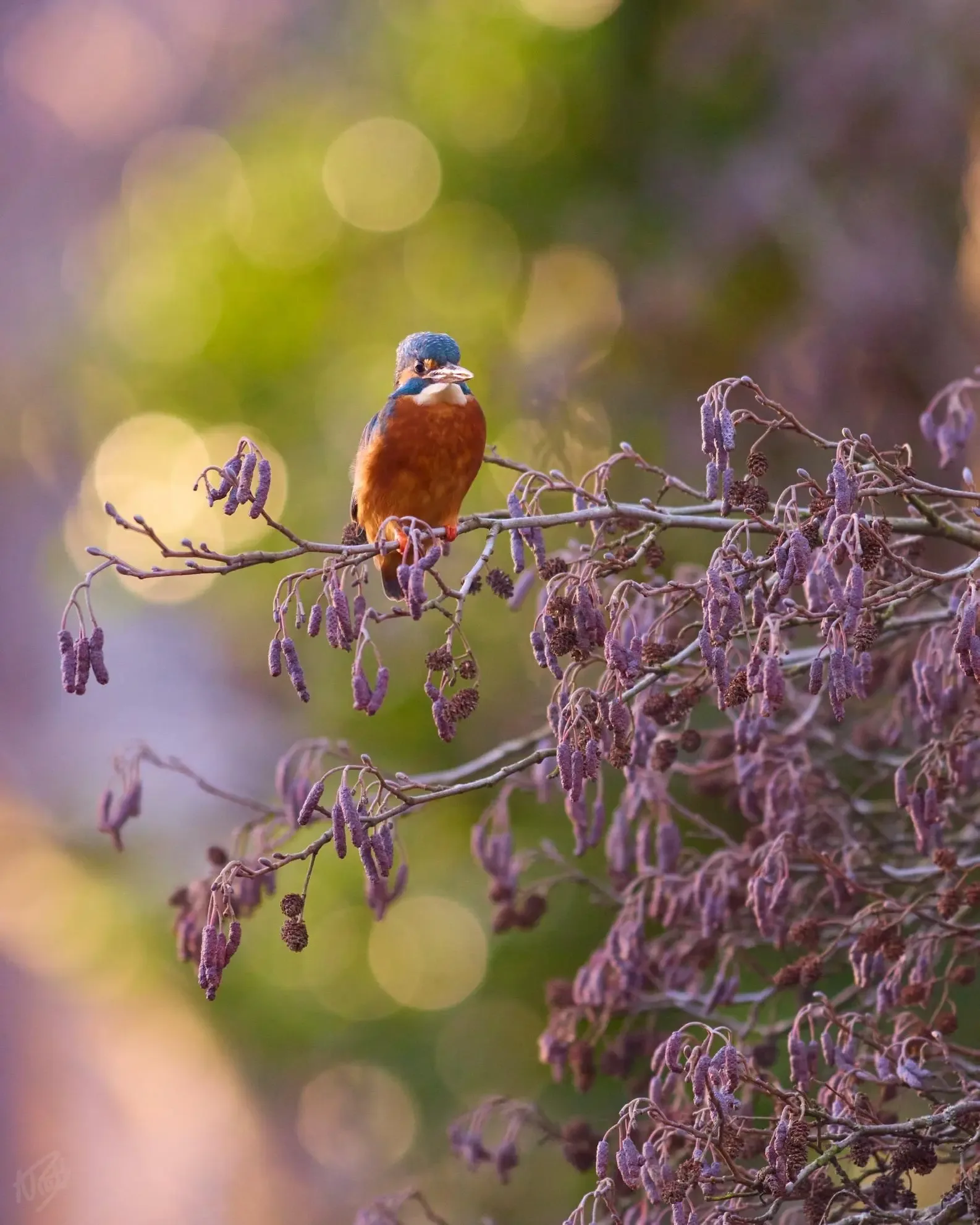 Kingfisher in the Evening Light