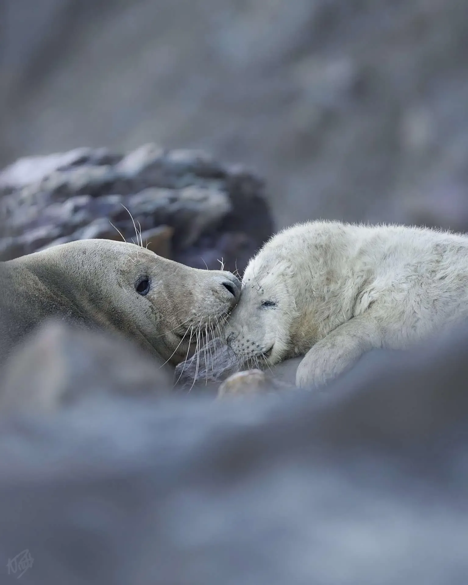 A Mothers Love