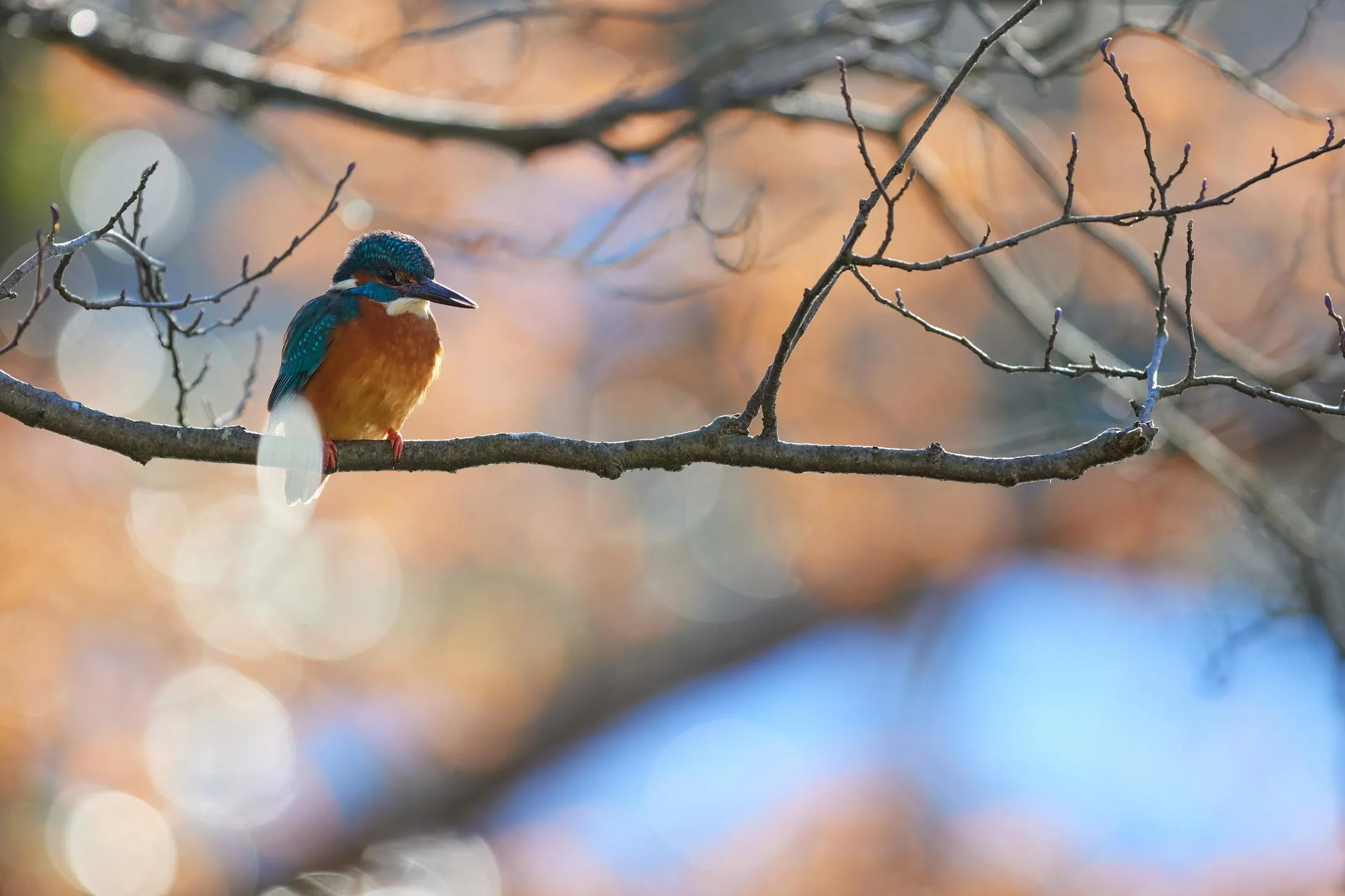 Winter Kingfisher