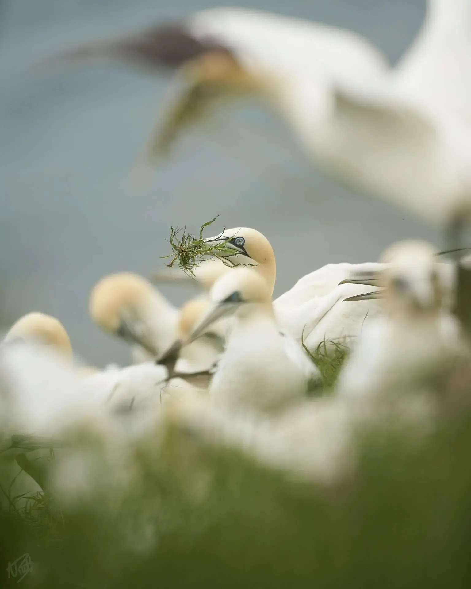 Nest Building at the Colony