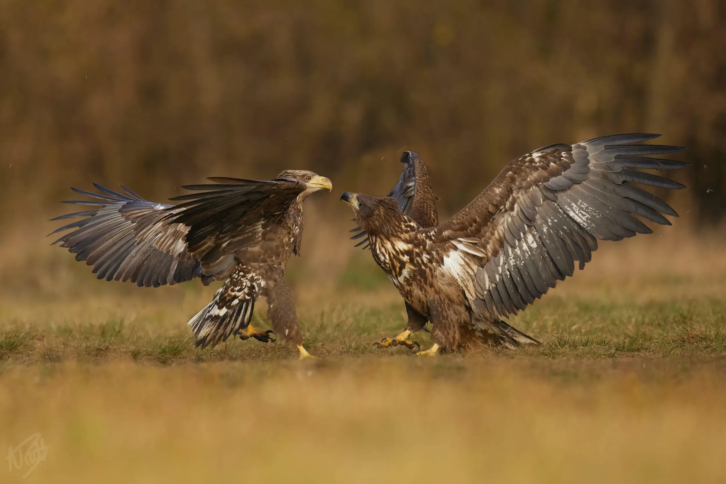 Two Eagles Squaring Up