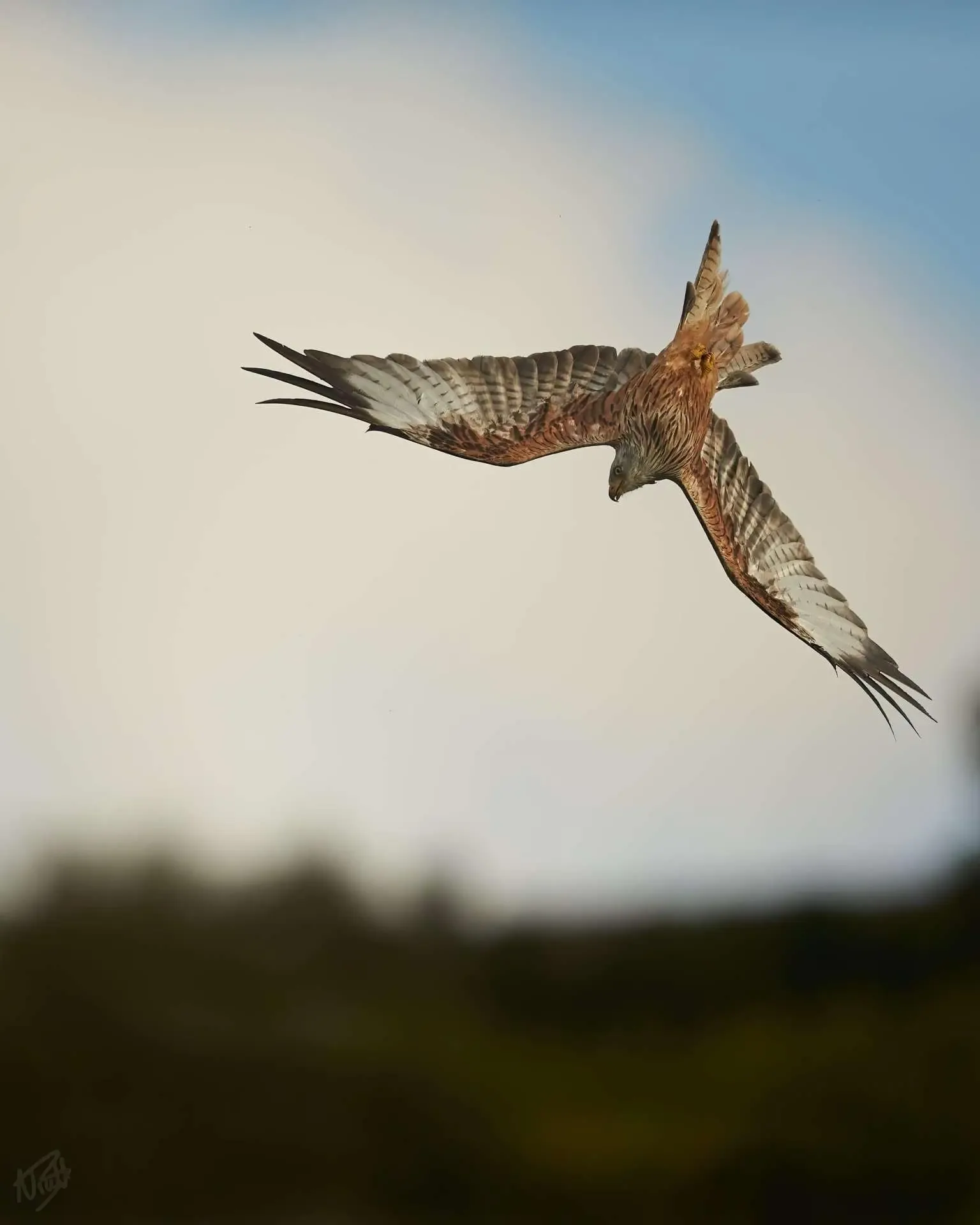 Banking Over the Treeline