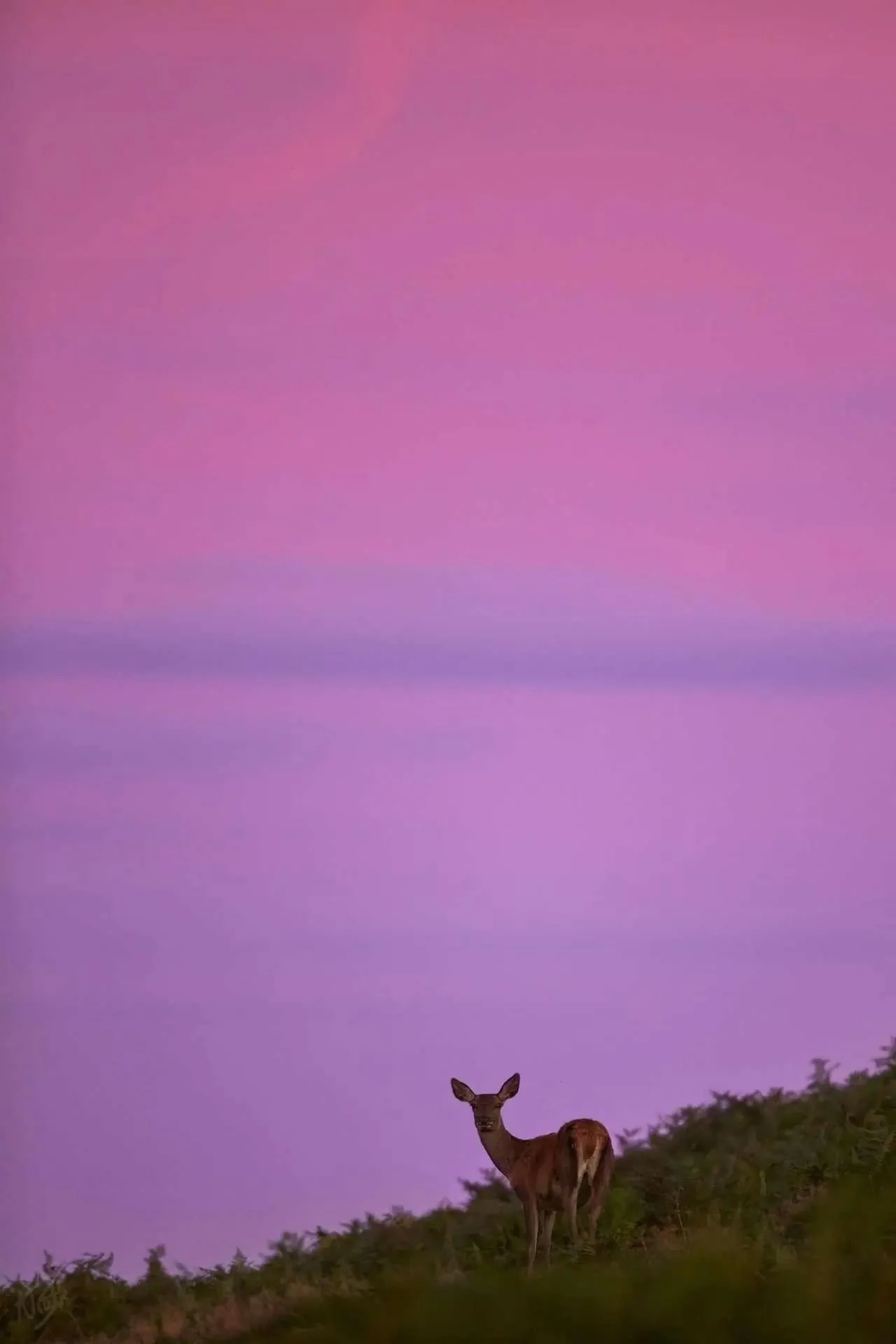 Hind at Dusk