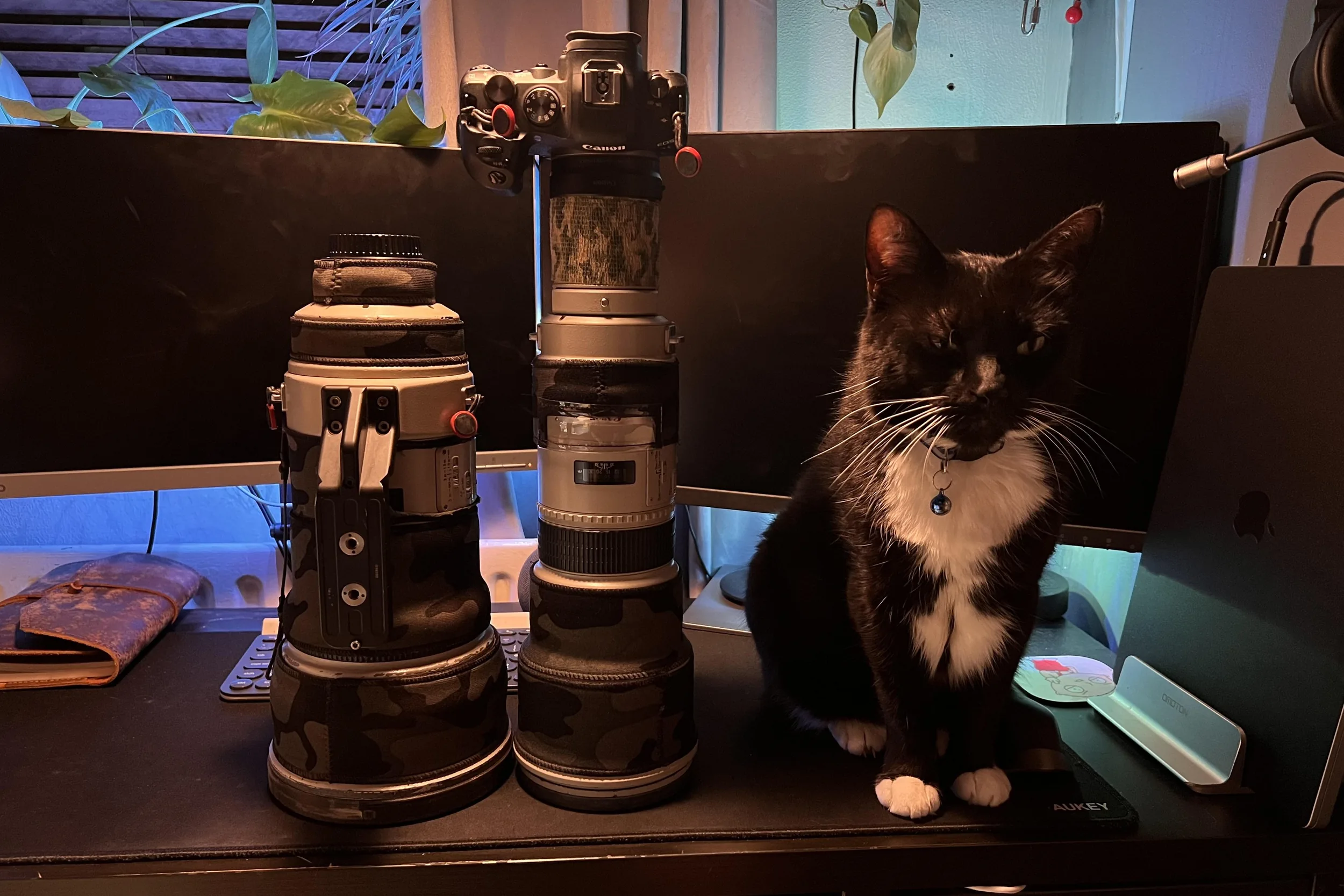 Brief Review of The Canon EF 500mm f/4.5 L USM
