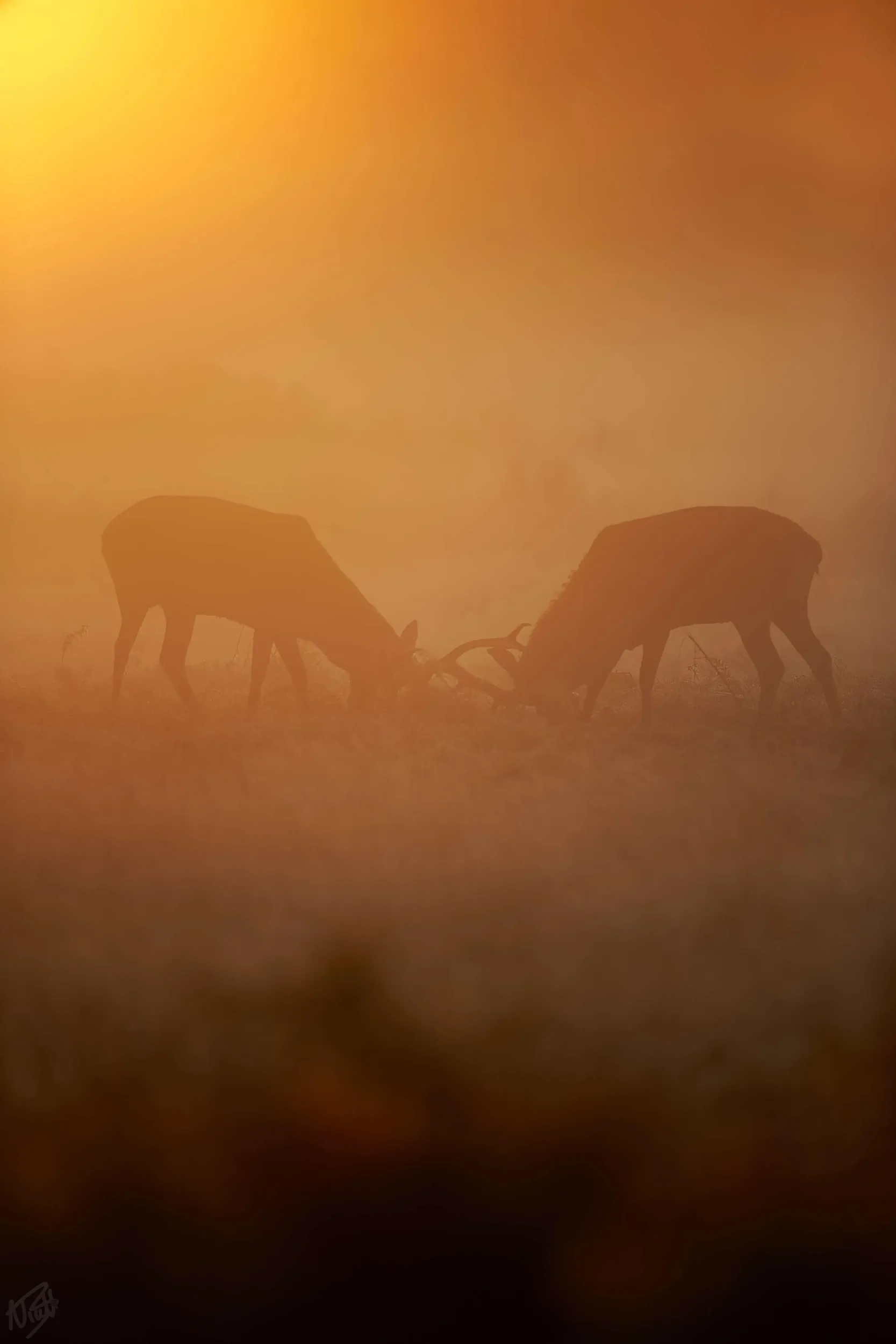 Fallow Stags Sparring in Mist
