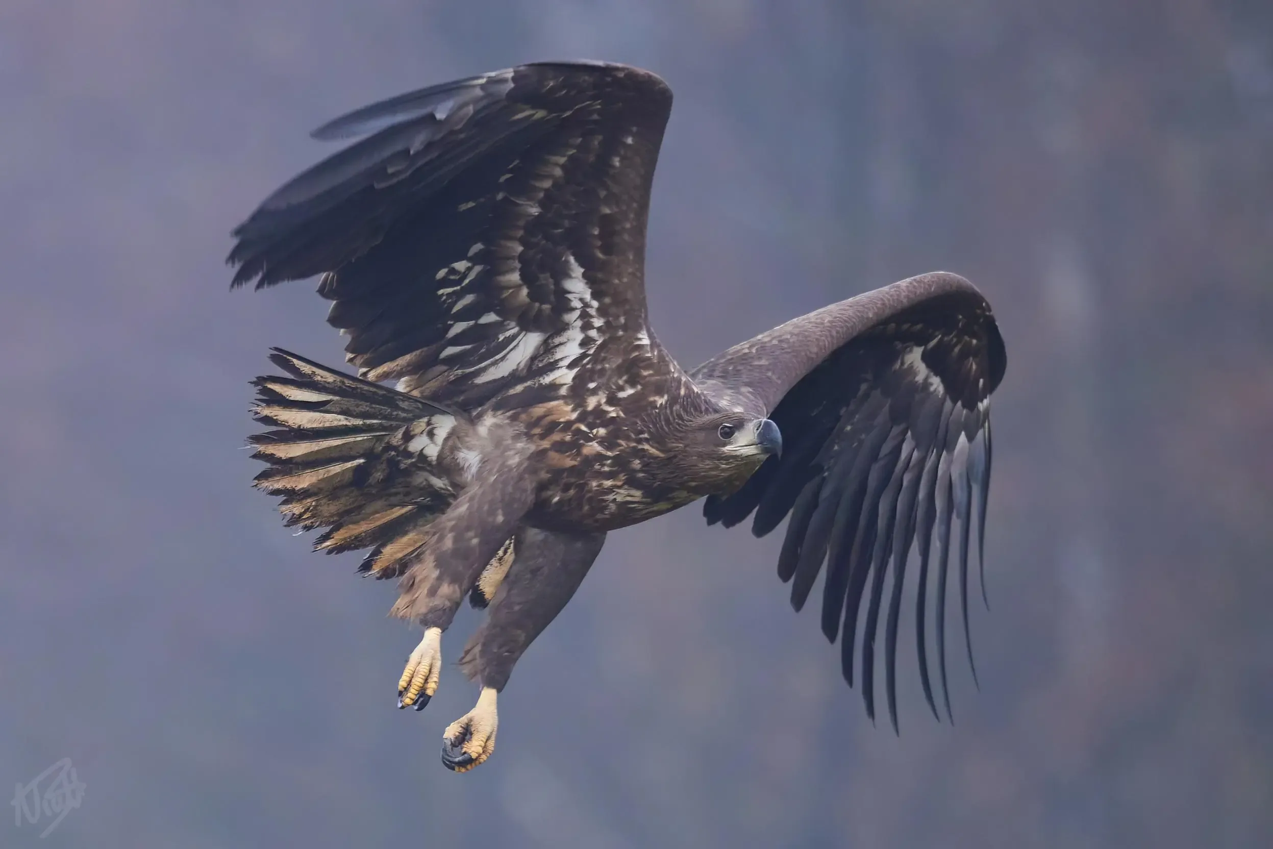 Juvenile in Flight