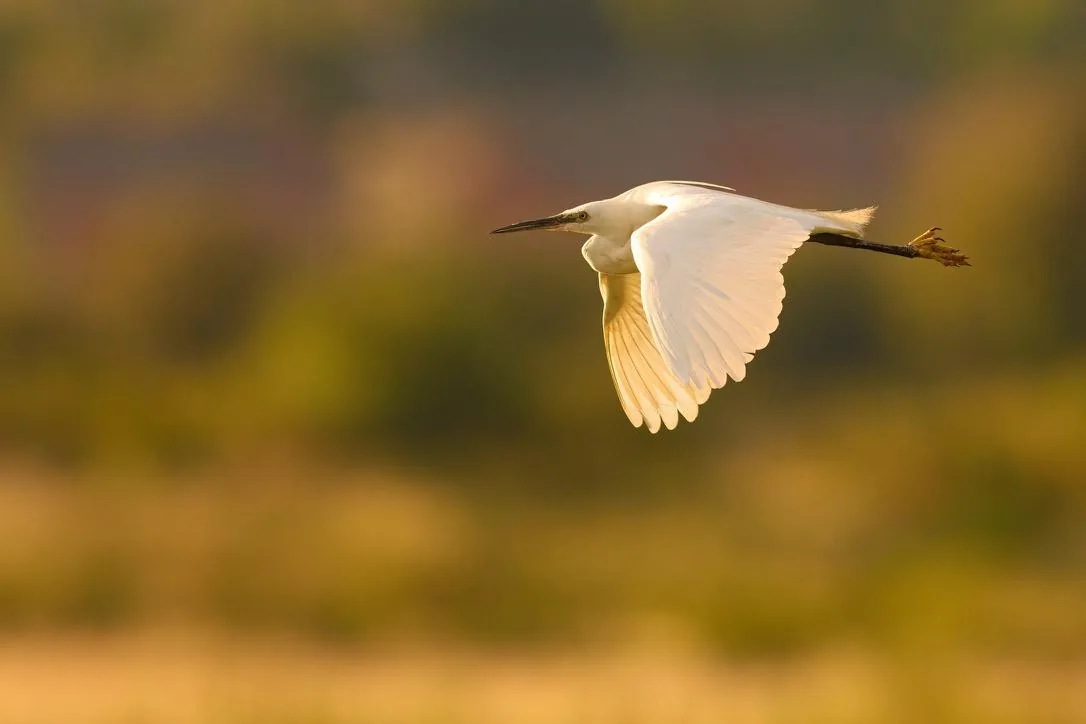 Little Egret in Golden Light