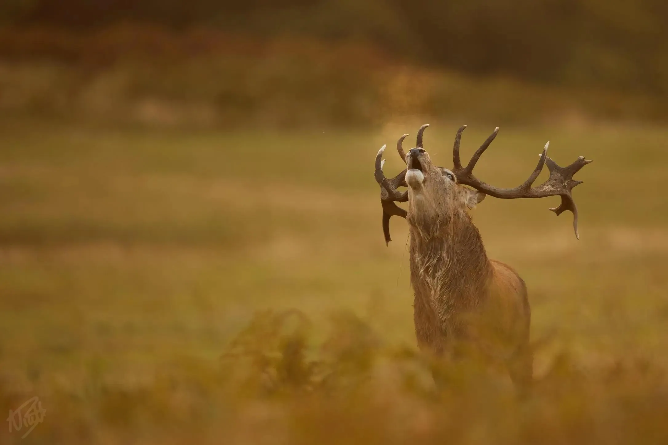 Stag Roaring