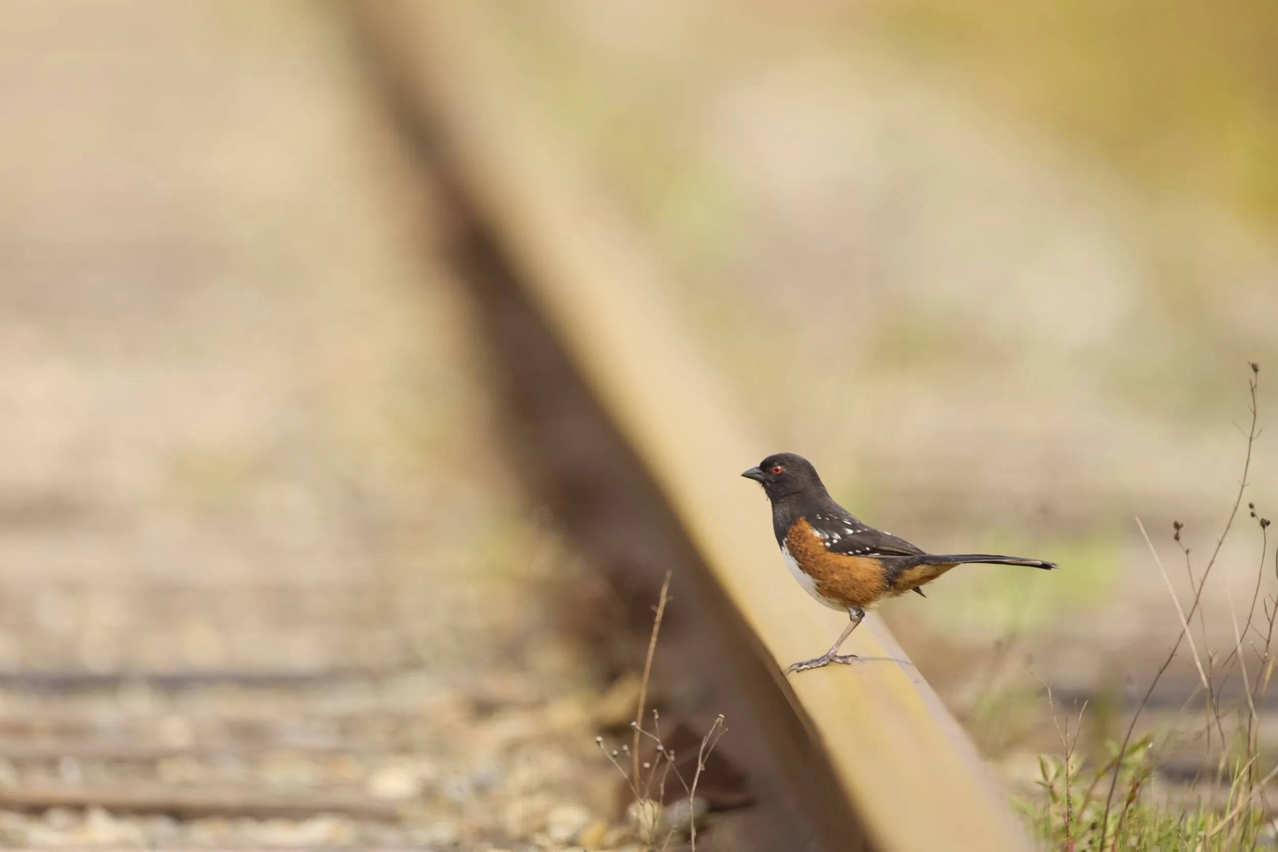 Spotted Towhee