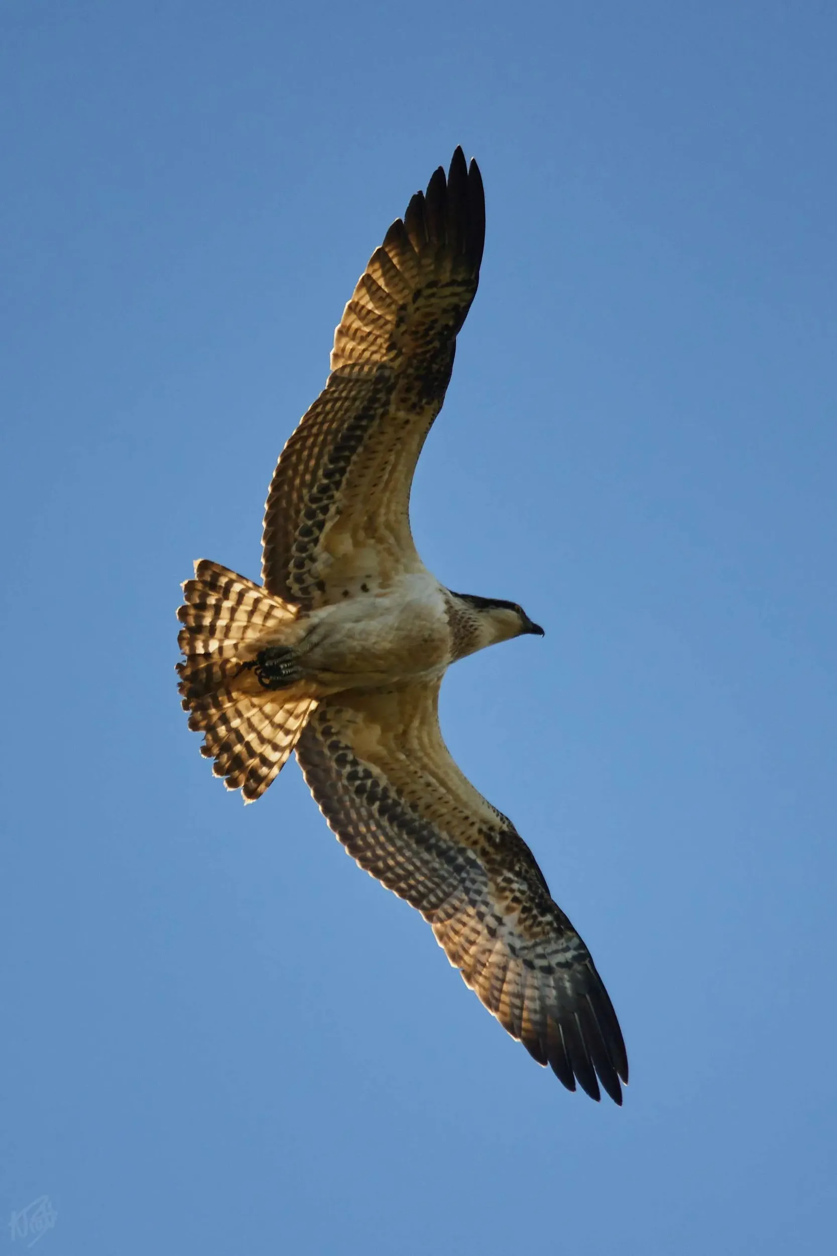 Osprey From Below