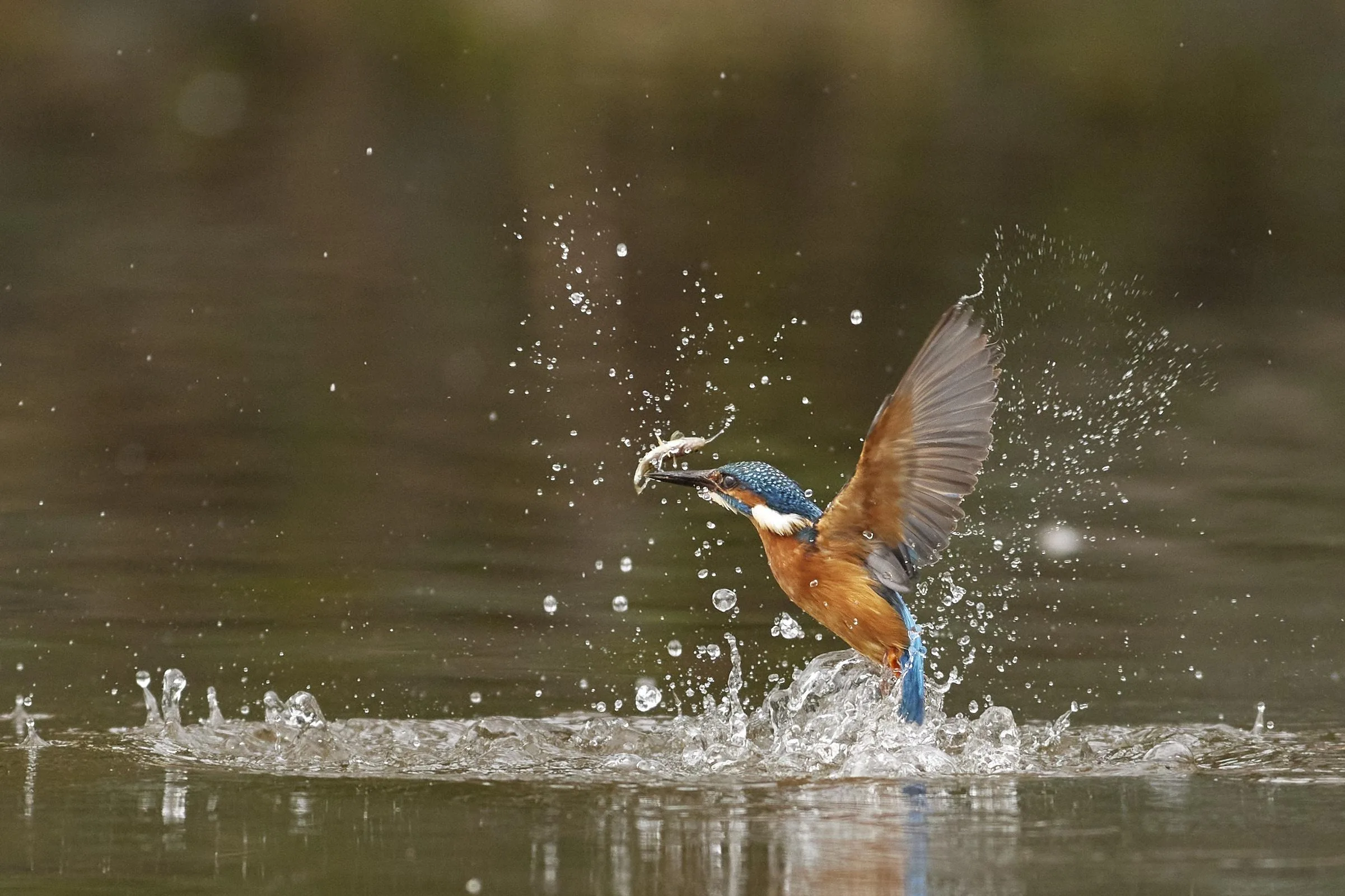 Kingfisher Breaking the Surface