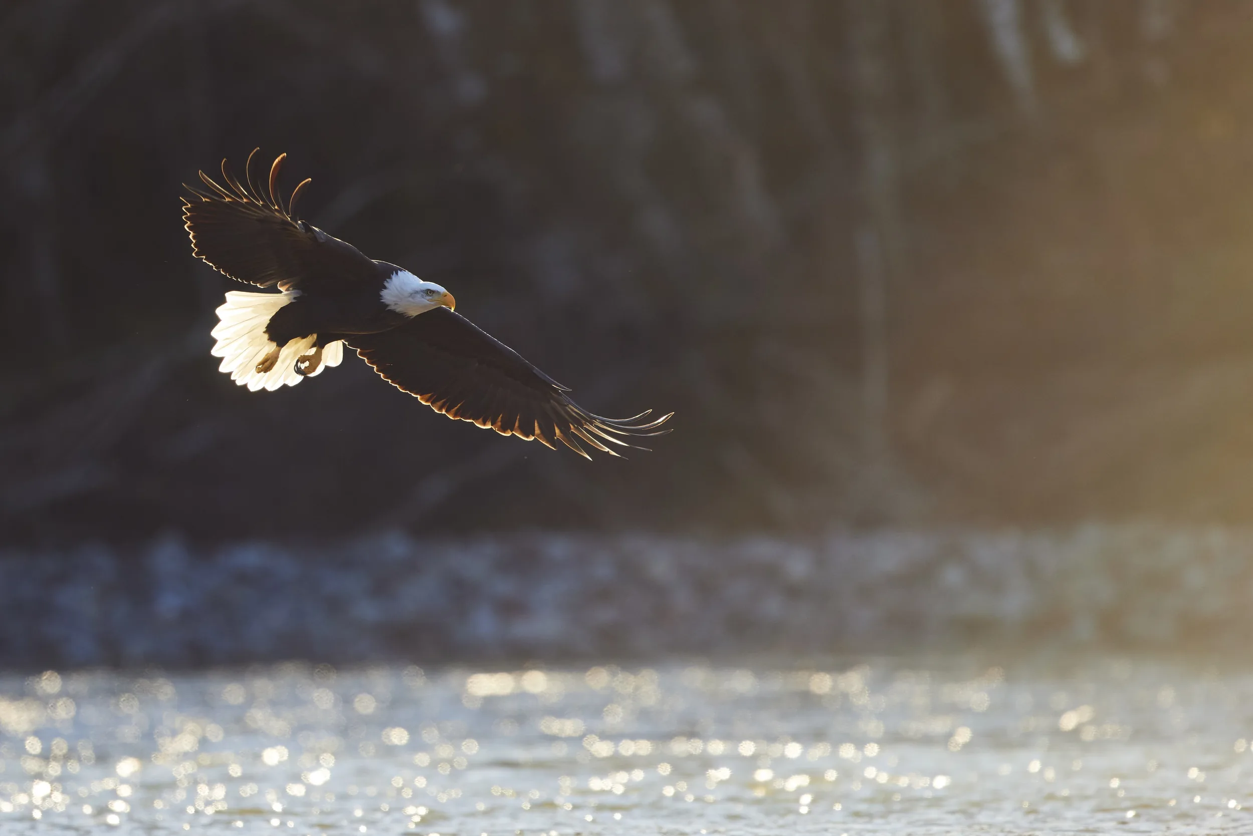 A Bald Eagle Flying Low at Sunset