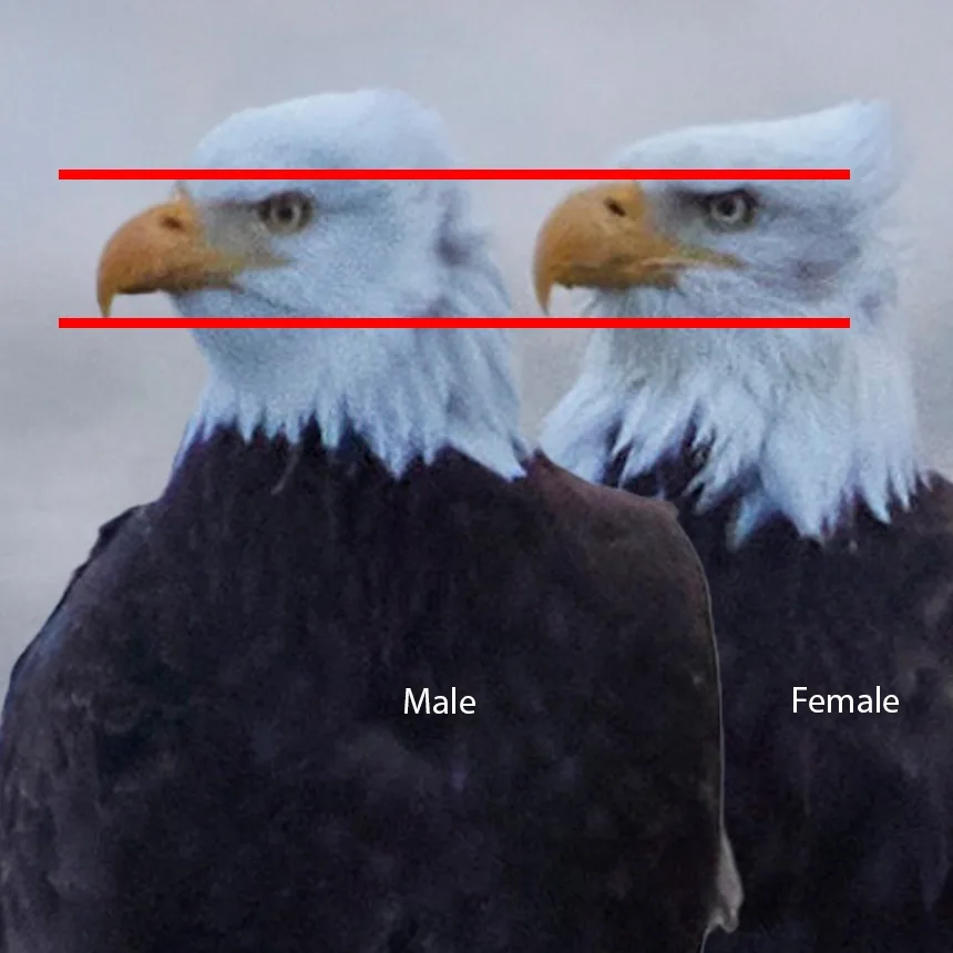 Bill Depth
