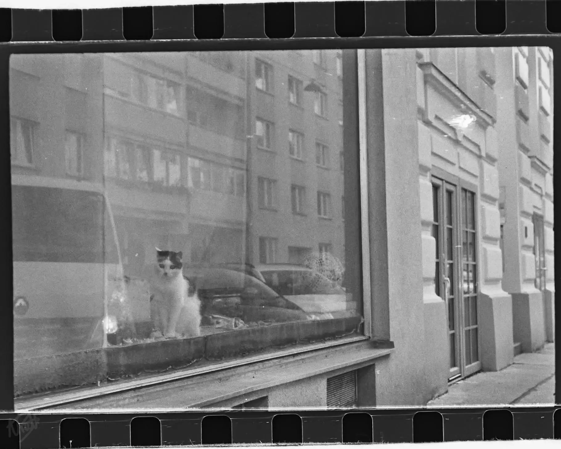 Window Cat