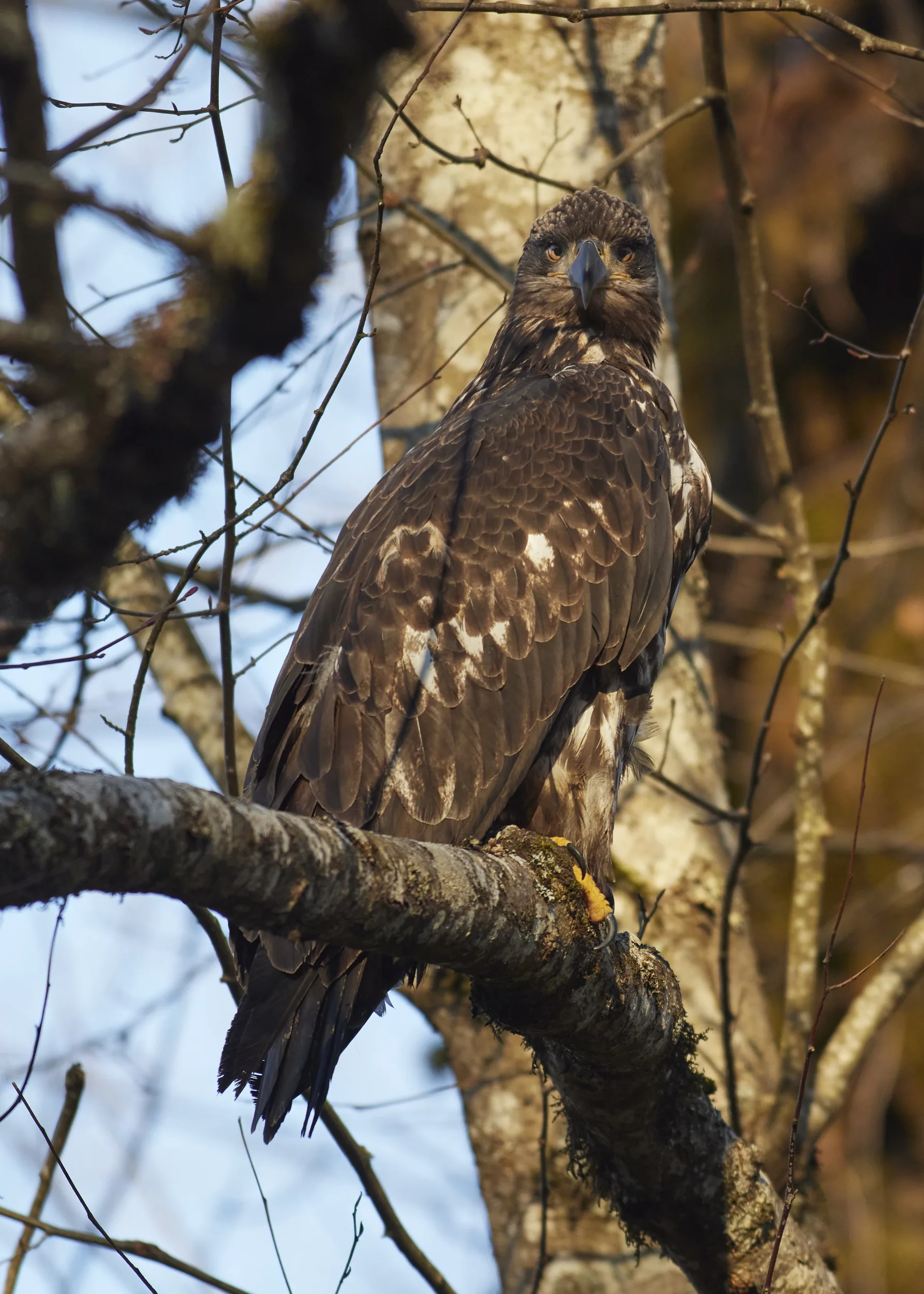 Immature Eagle on the Branch