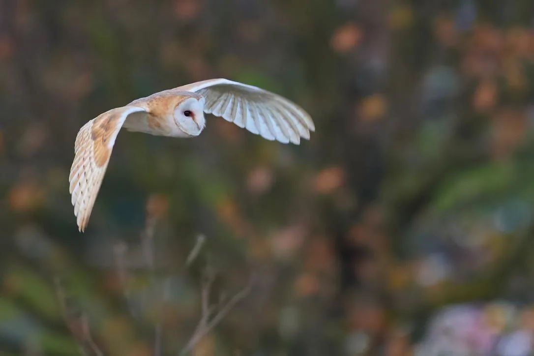 Barn Owl in Autumn Woodland