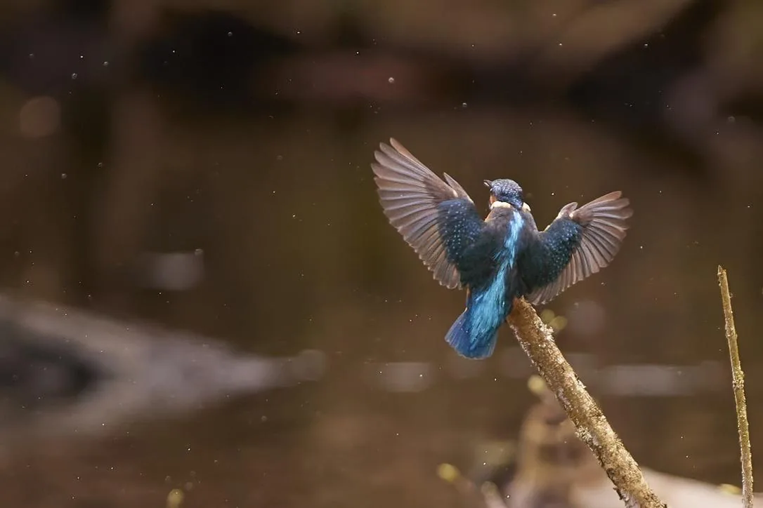 Back to the Perch