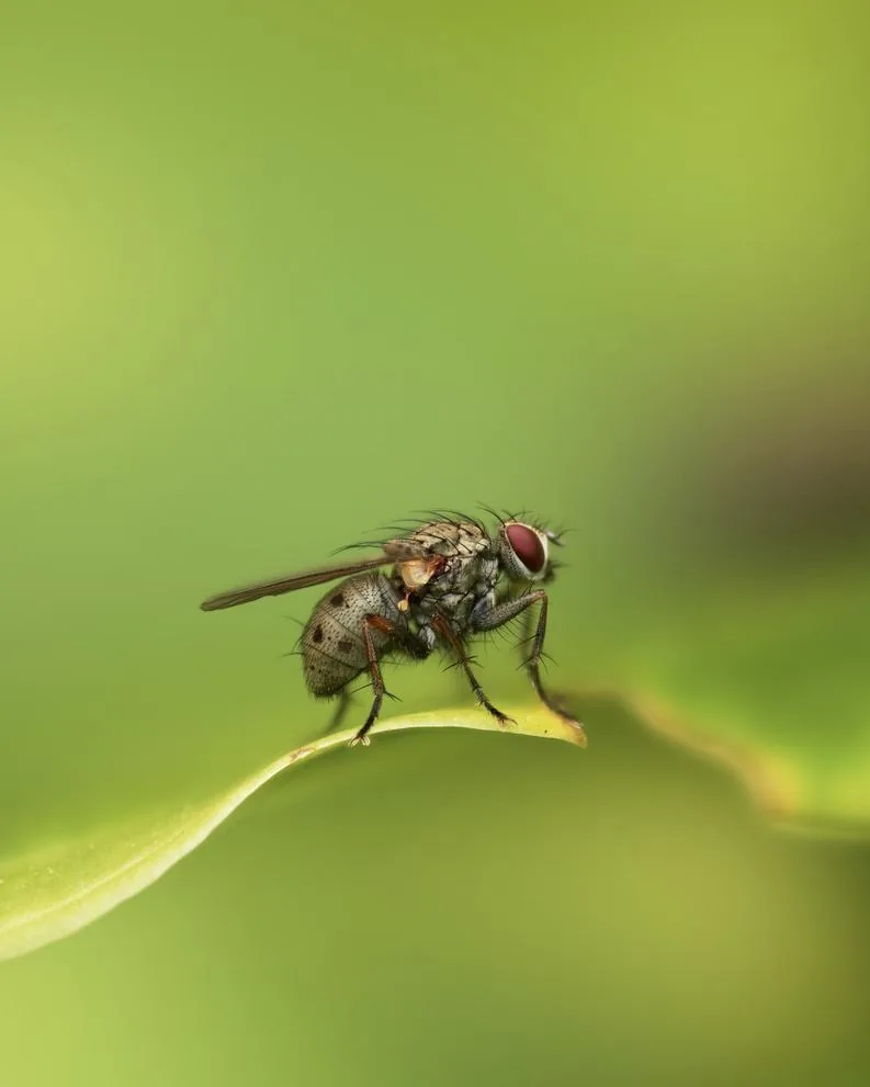 Tachinid Fly