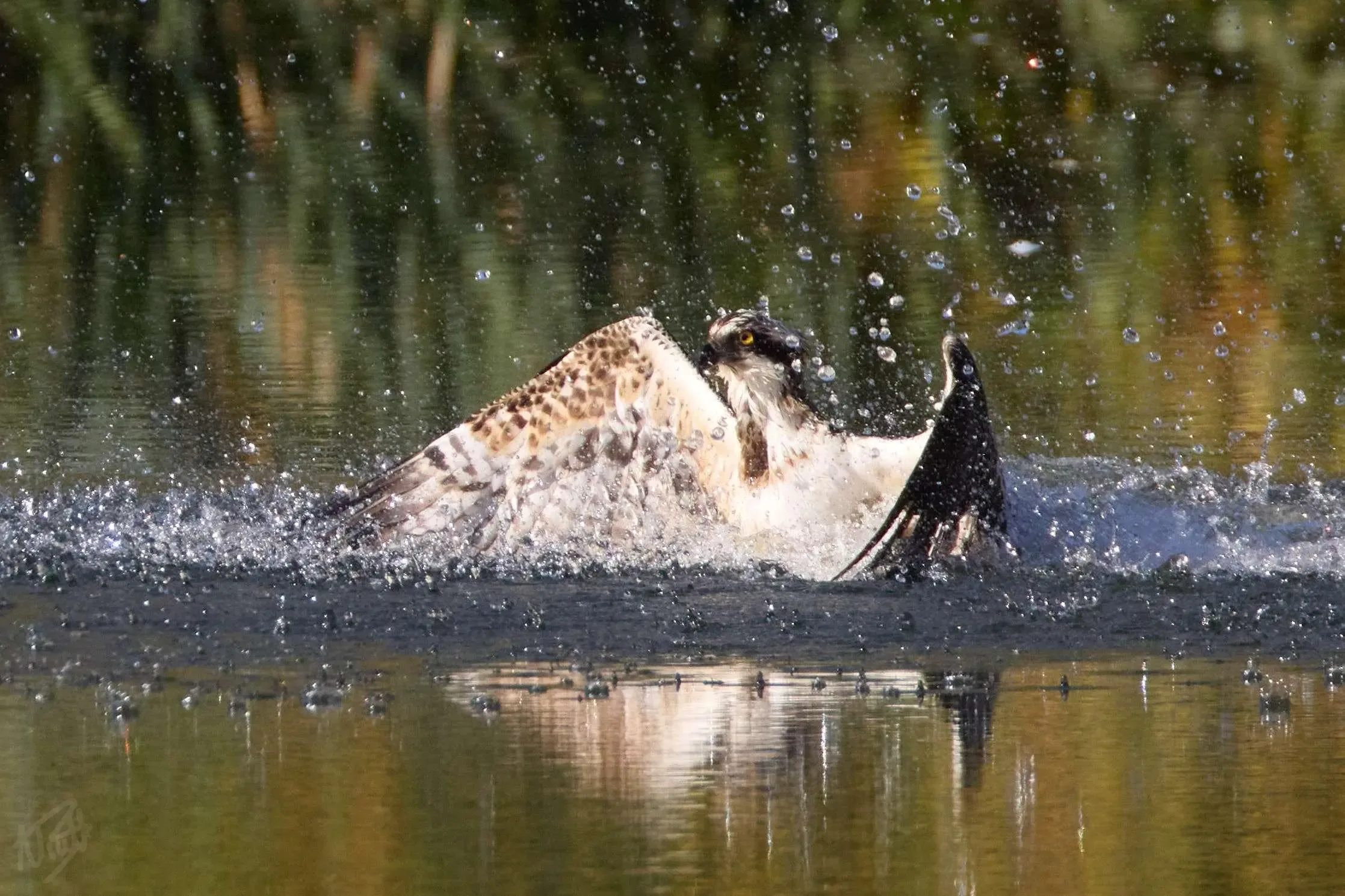 Hitting the Water