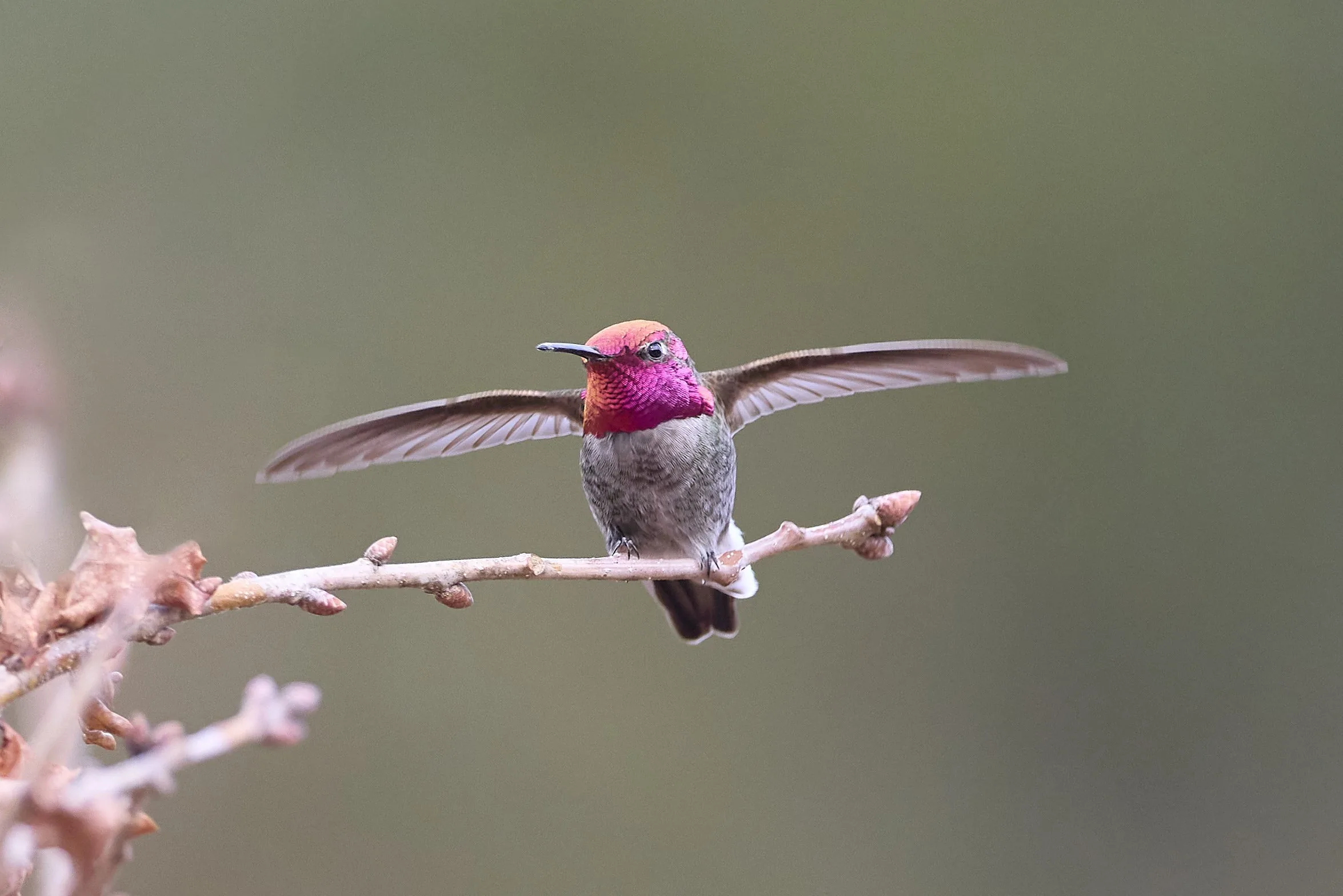 Anna’s Hummingbird Stretches His Wings