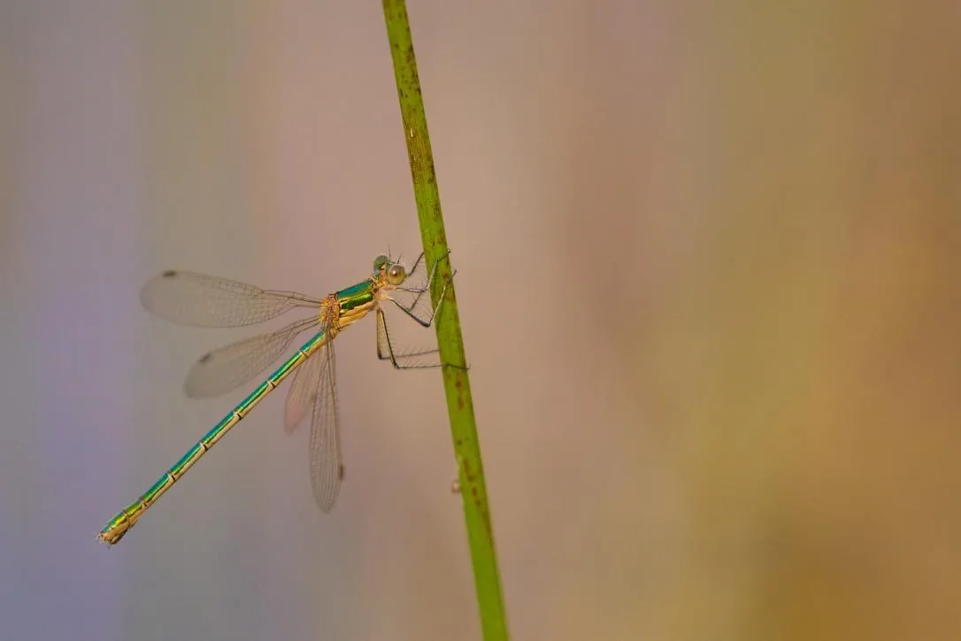 Emerald Damselfly