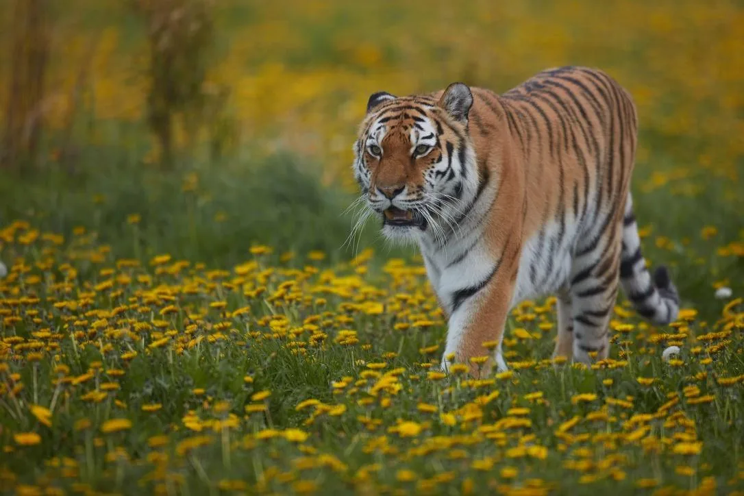Tiger Among the Dandelions