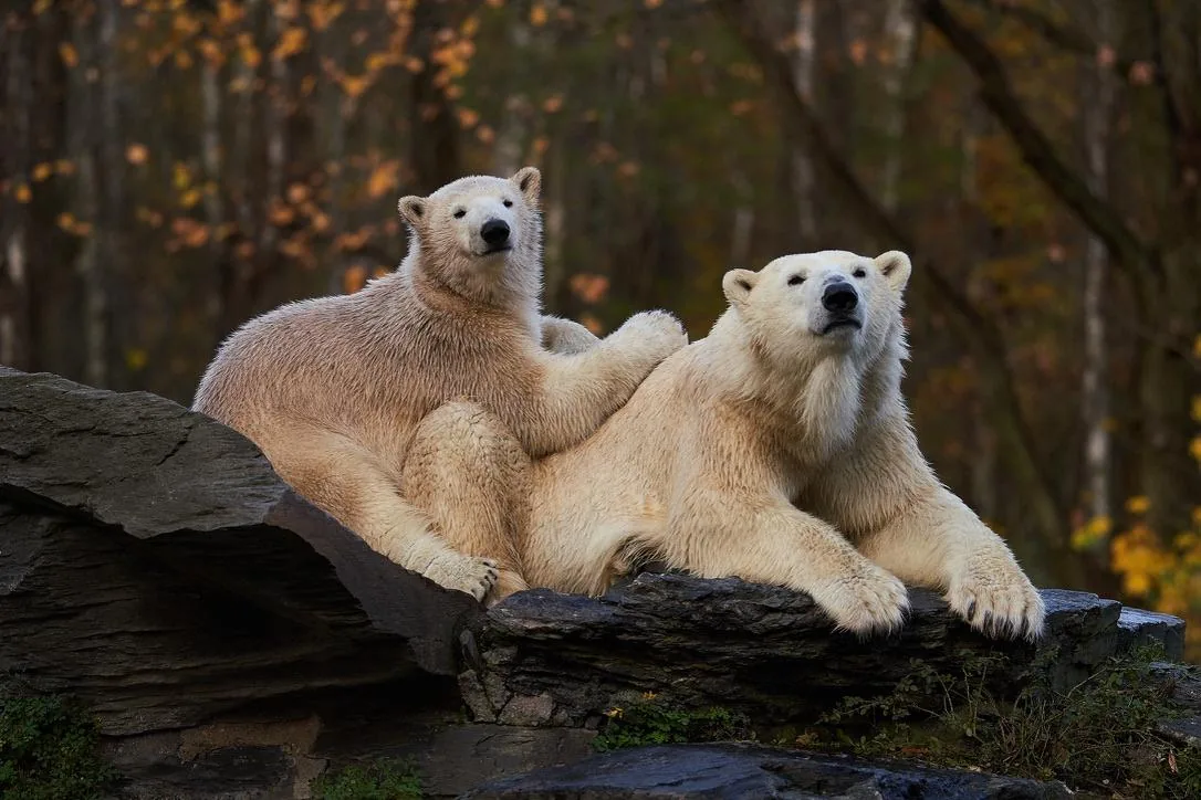 Polar Bears Resting