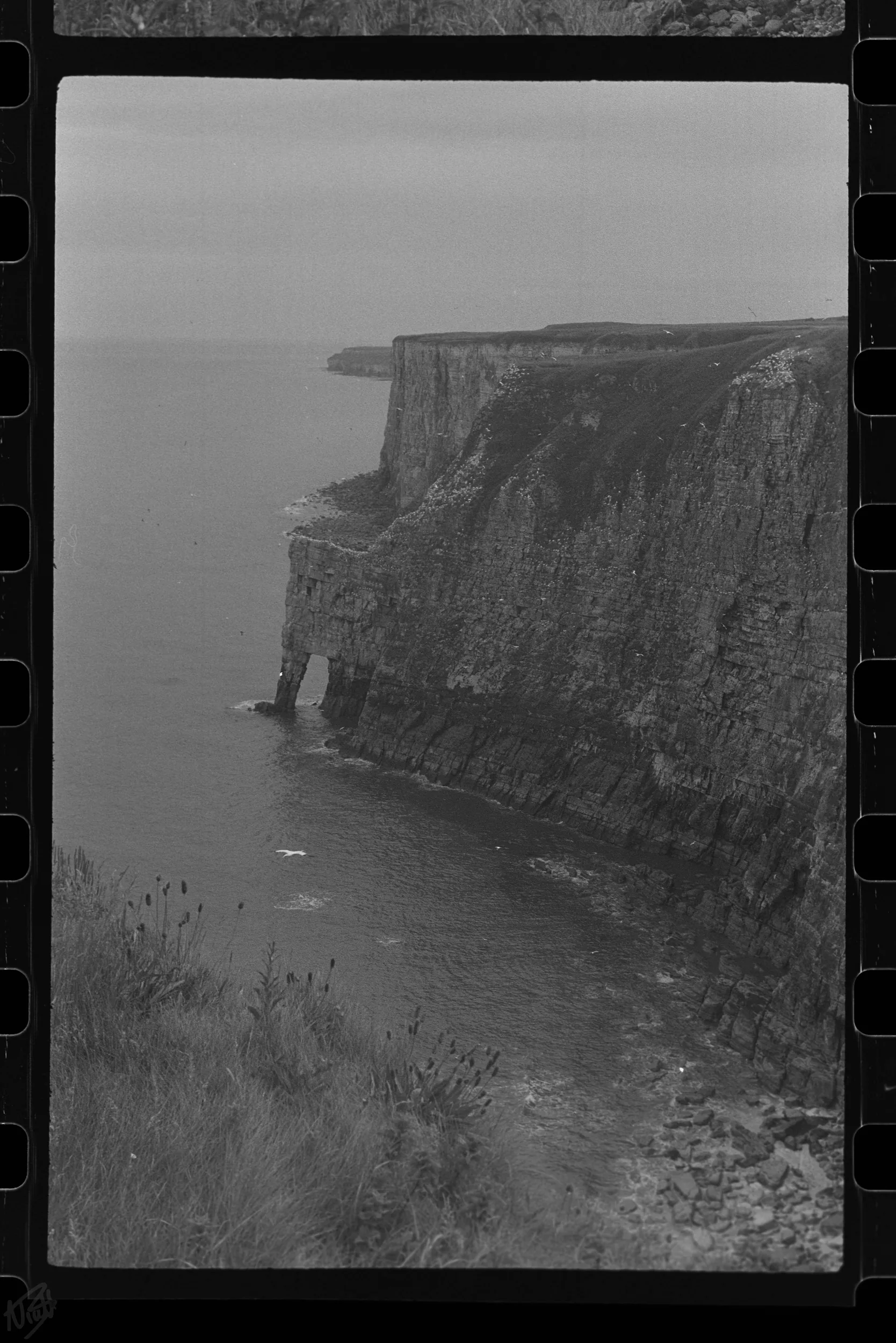 Sea Cliffs