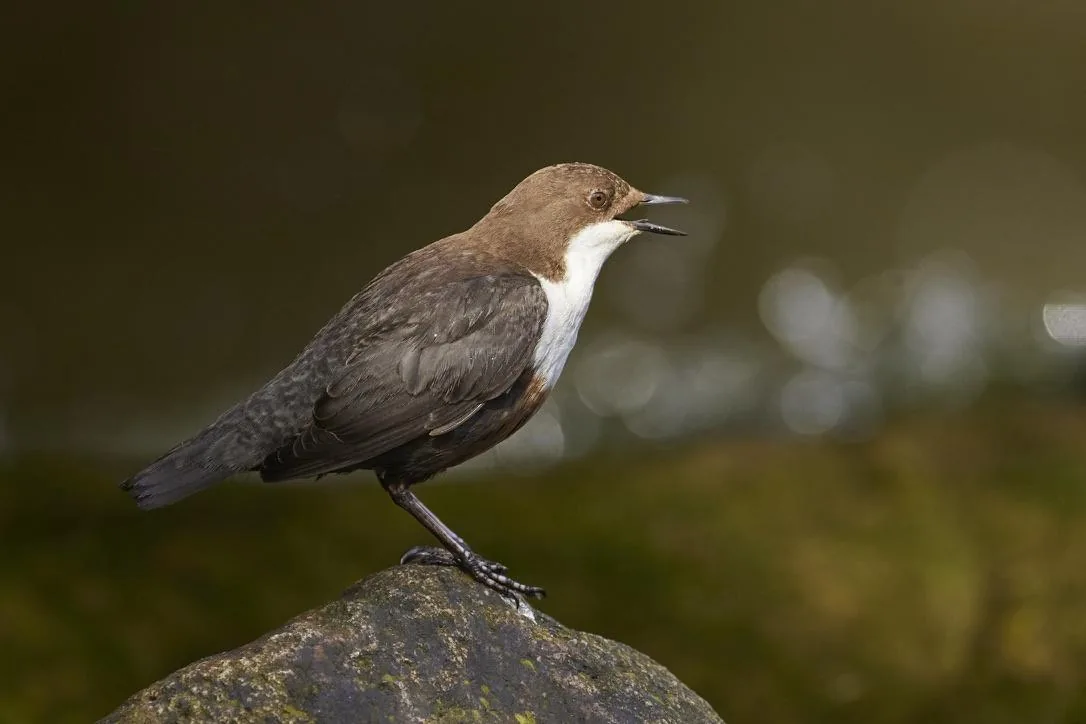 Birds Were the First Musicians