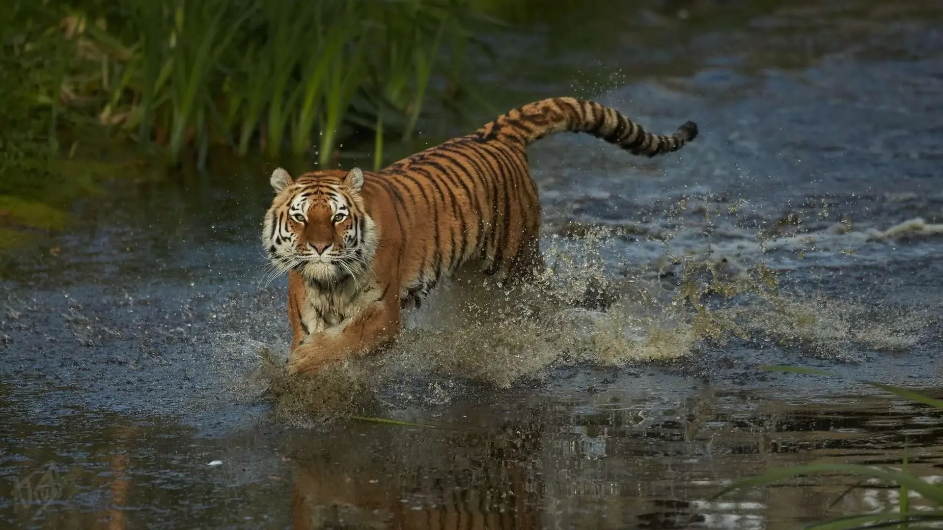 The Plight of the Tiger
