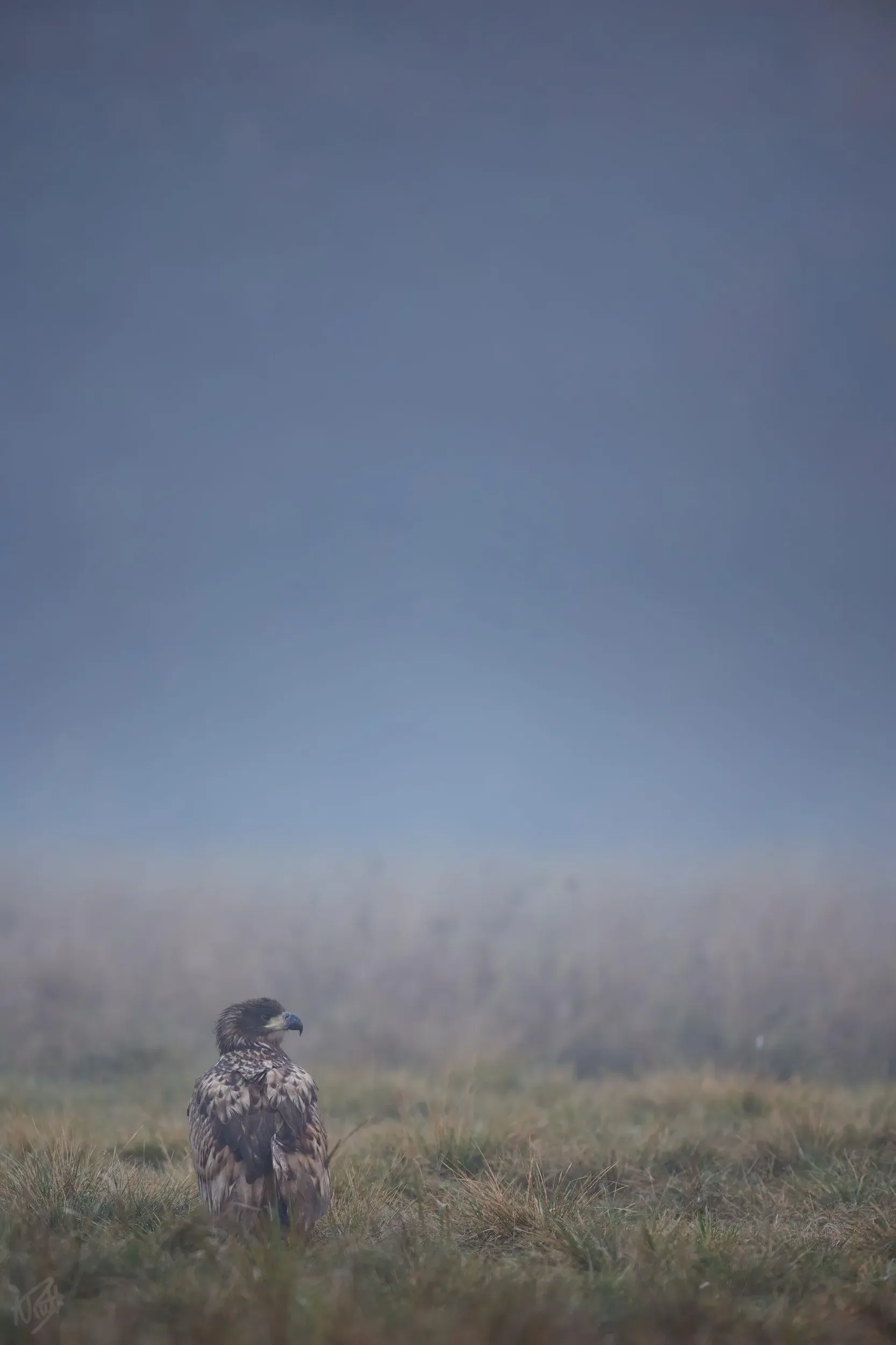 Eagle in the Mist