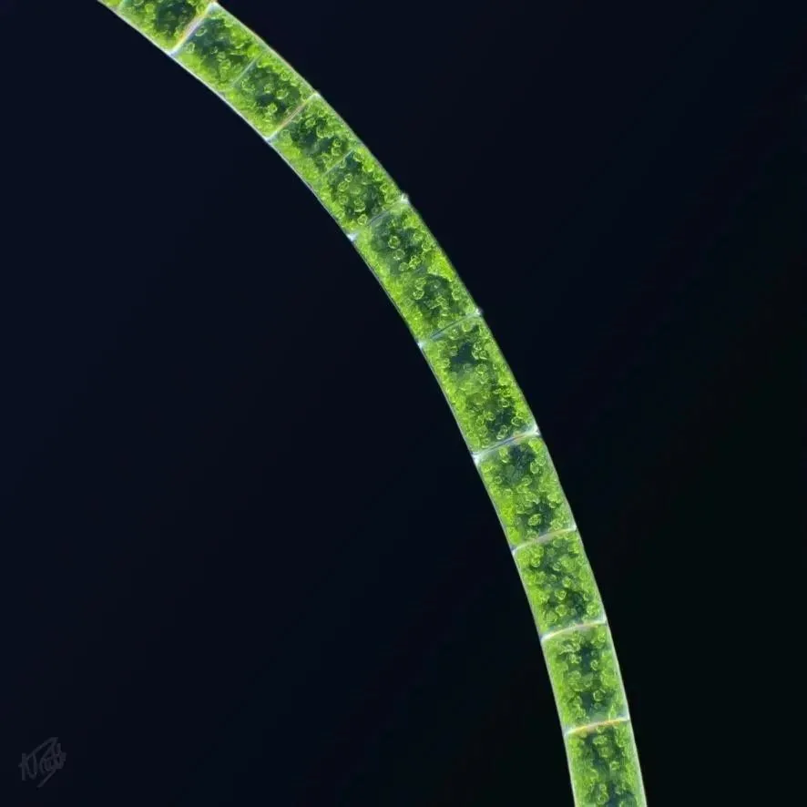 Filamentous Green Alga
