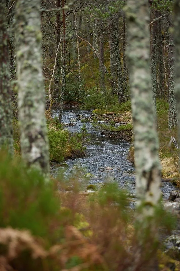 Highland Burn