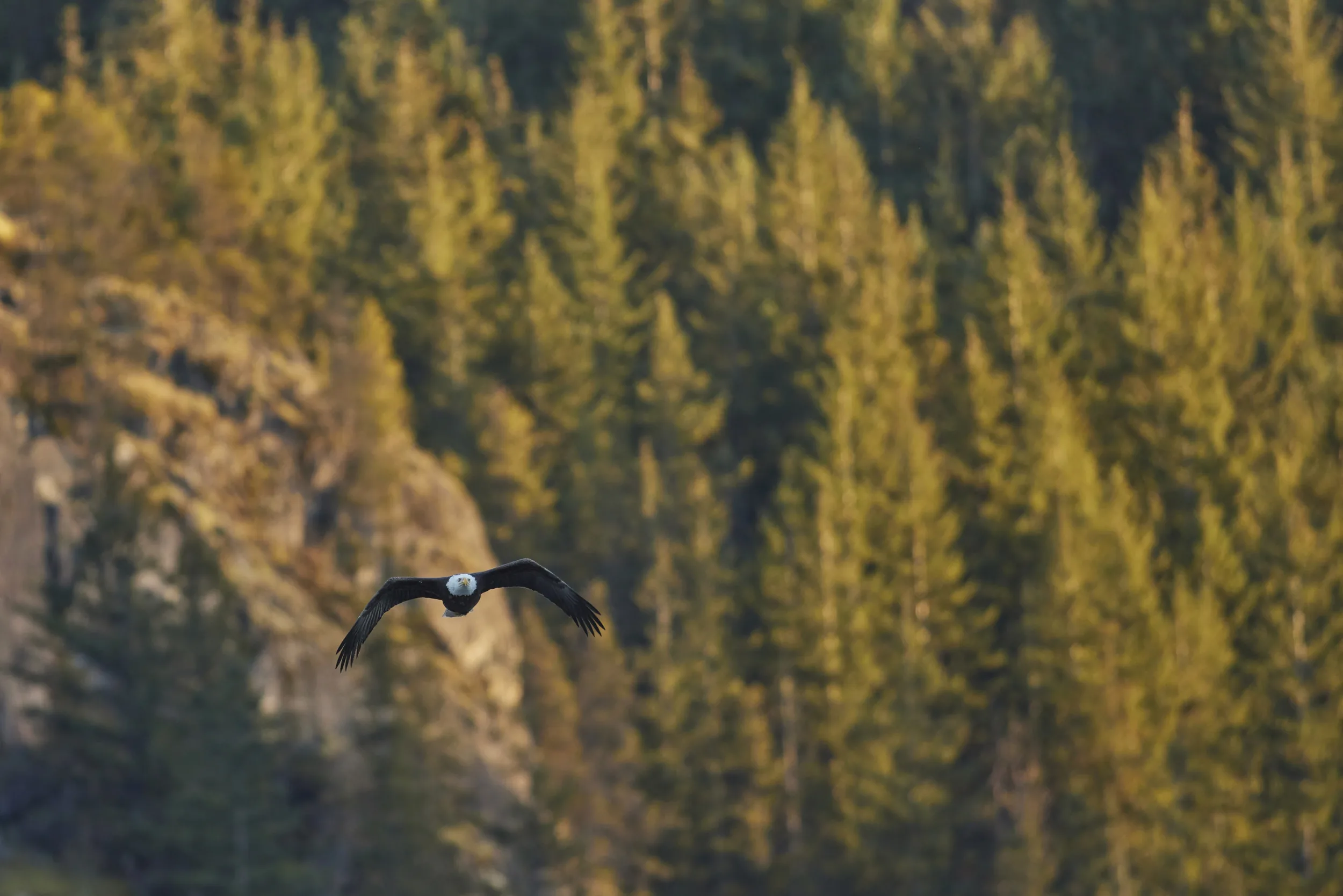 Eagle Over the Forest