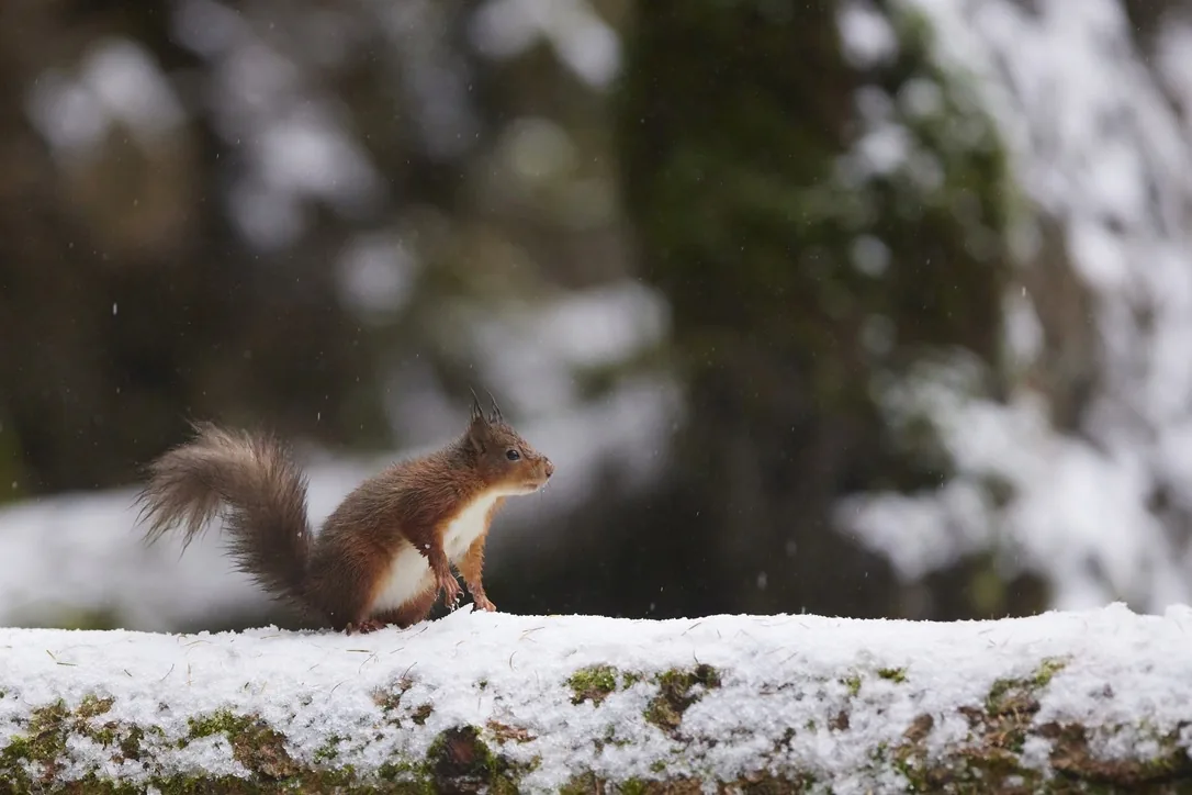In the Snowfall