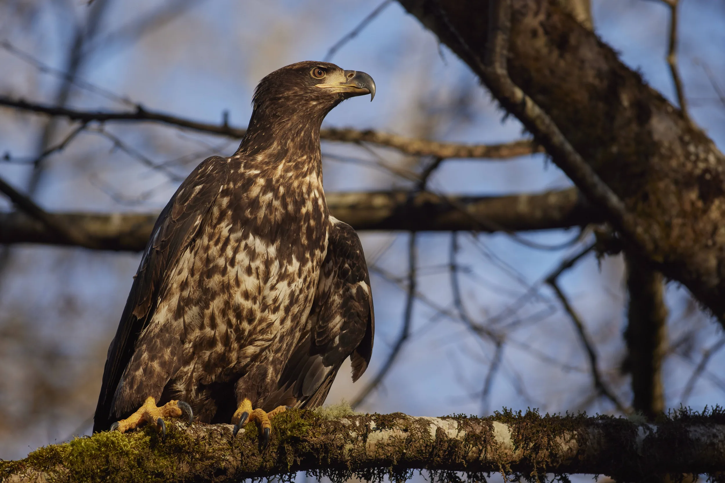 Immature Eagle Alert